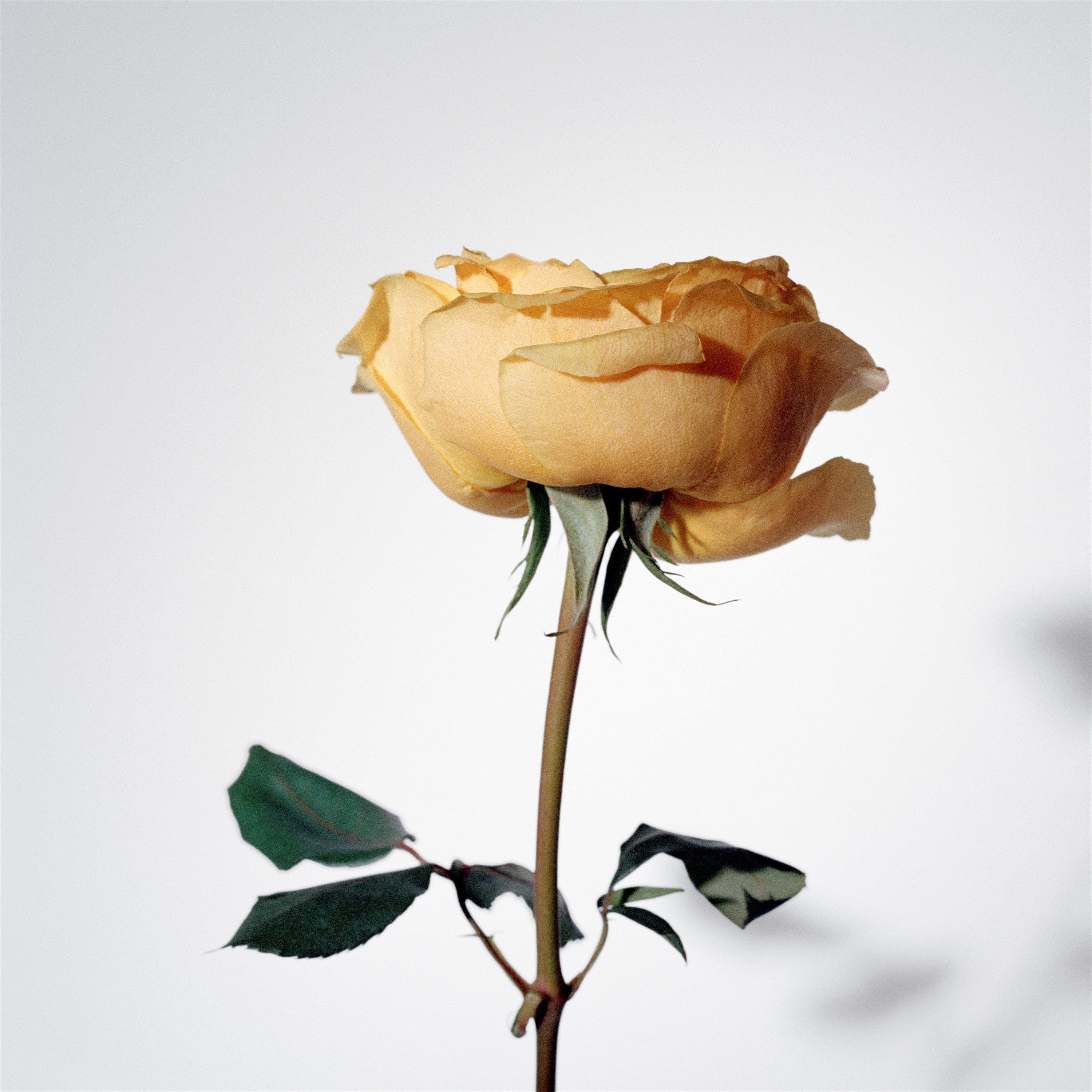 Mist - Burberry - My Burberry Black Eau de Parfum - 3