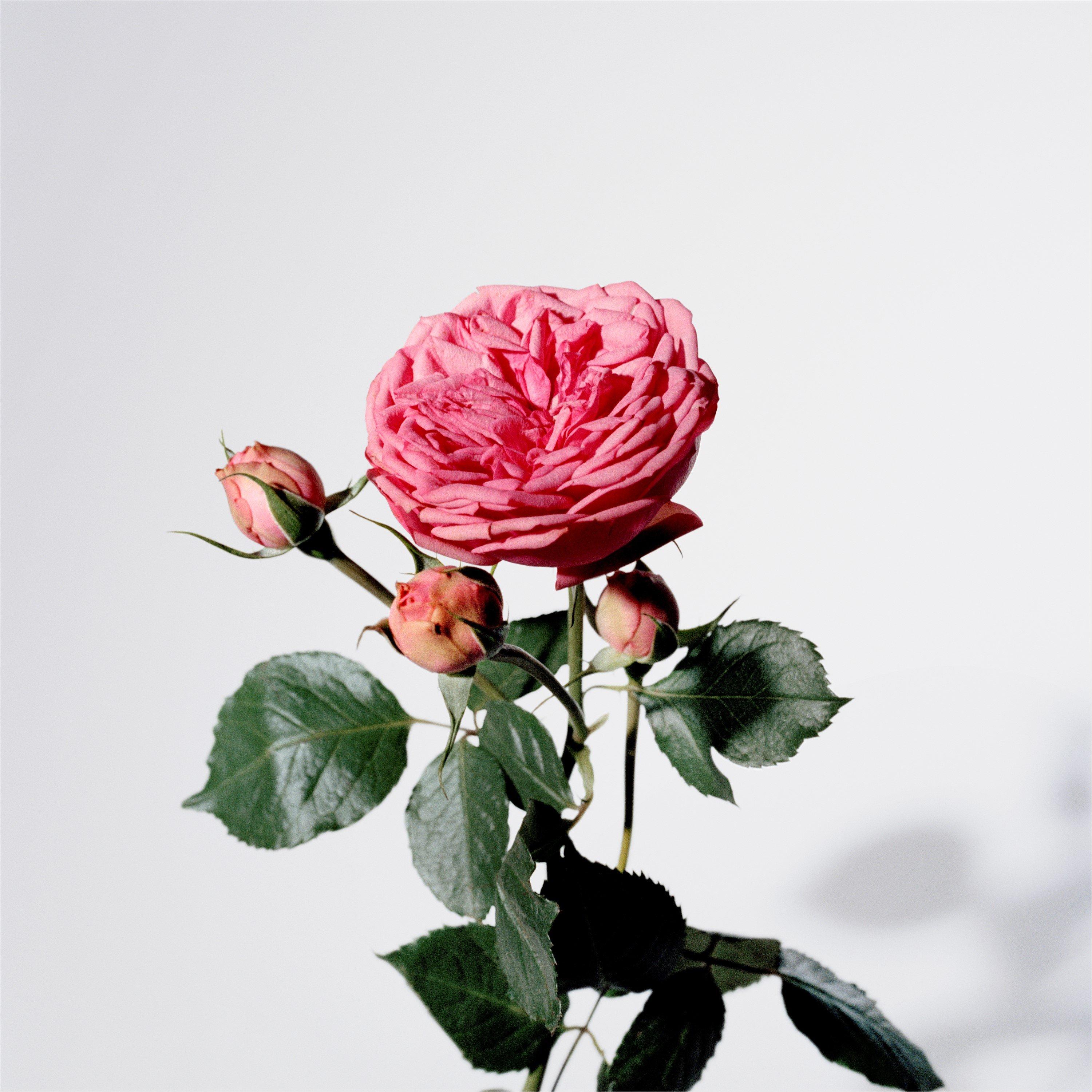 Mist - Burberry - Burberry My Burberry Blush For Her Eau de Parfum - 3