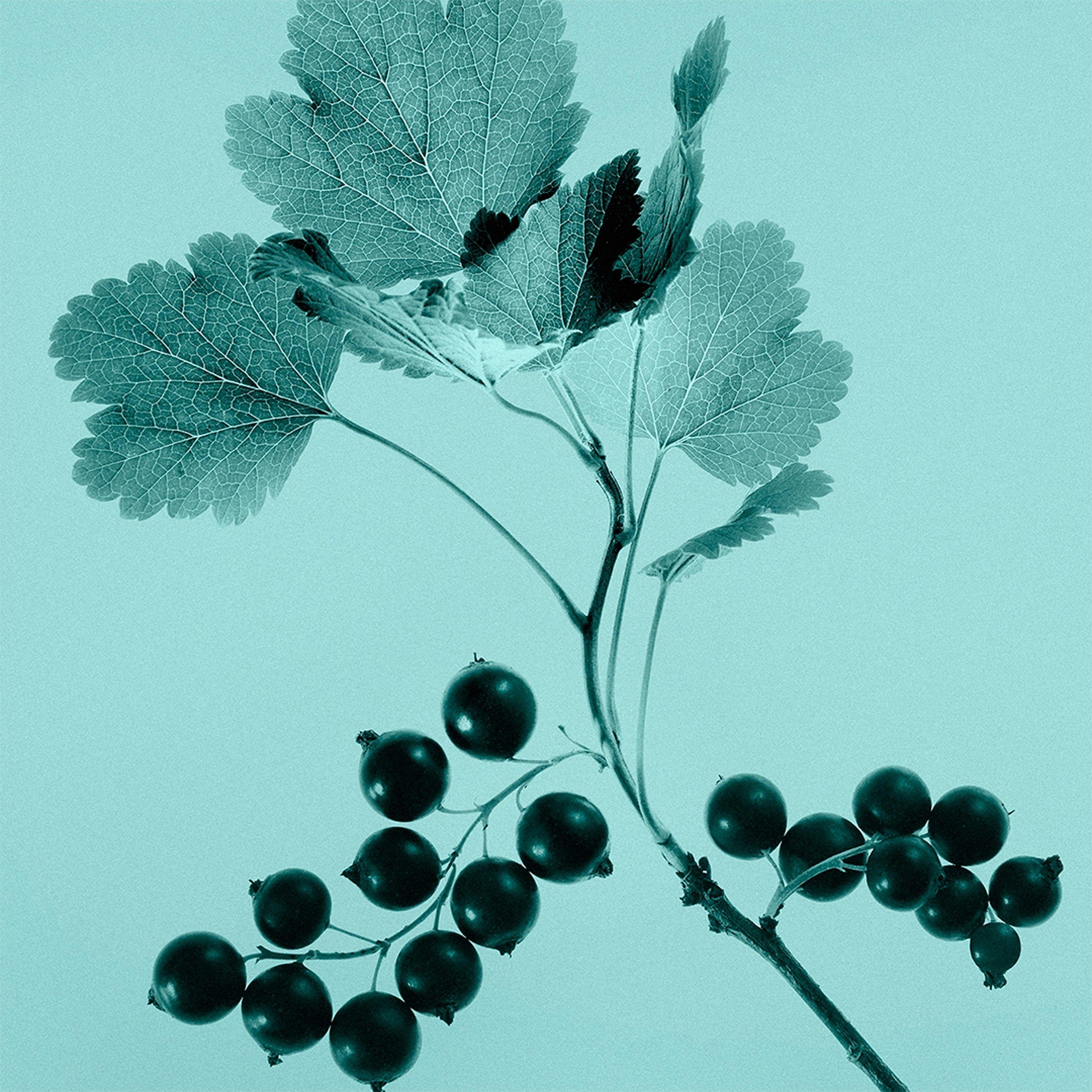 Tiffany Sheer - Tiffany - & Co. Sheer Eau de Toilette 75ml - 5