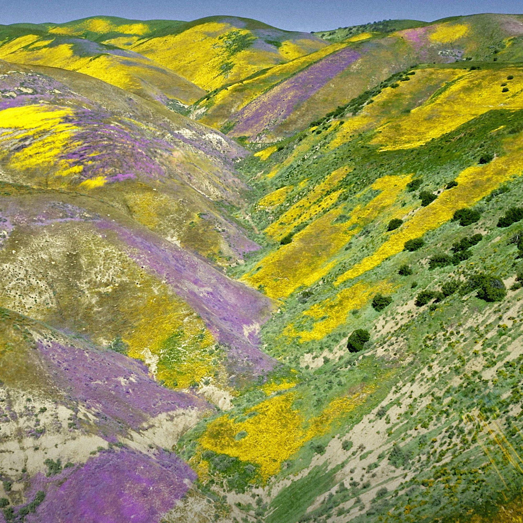 Clear - Guerlain - Aqua Allegoria Florabloom Eau de Toilette - 6