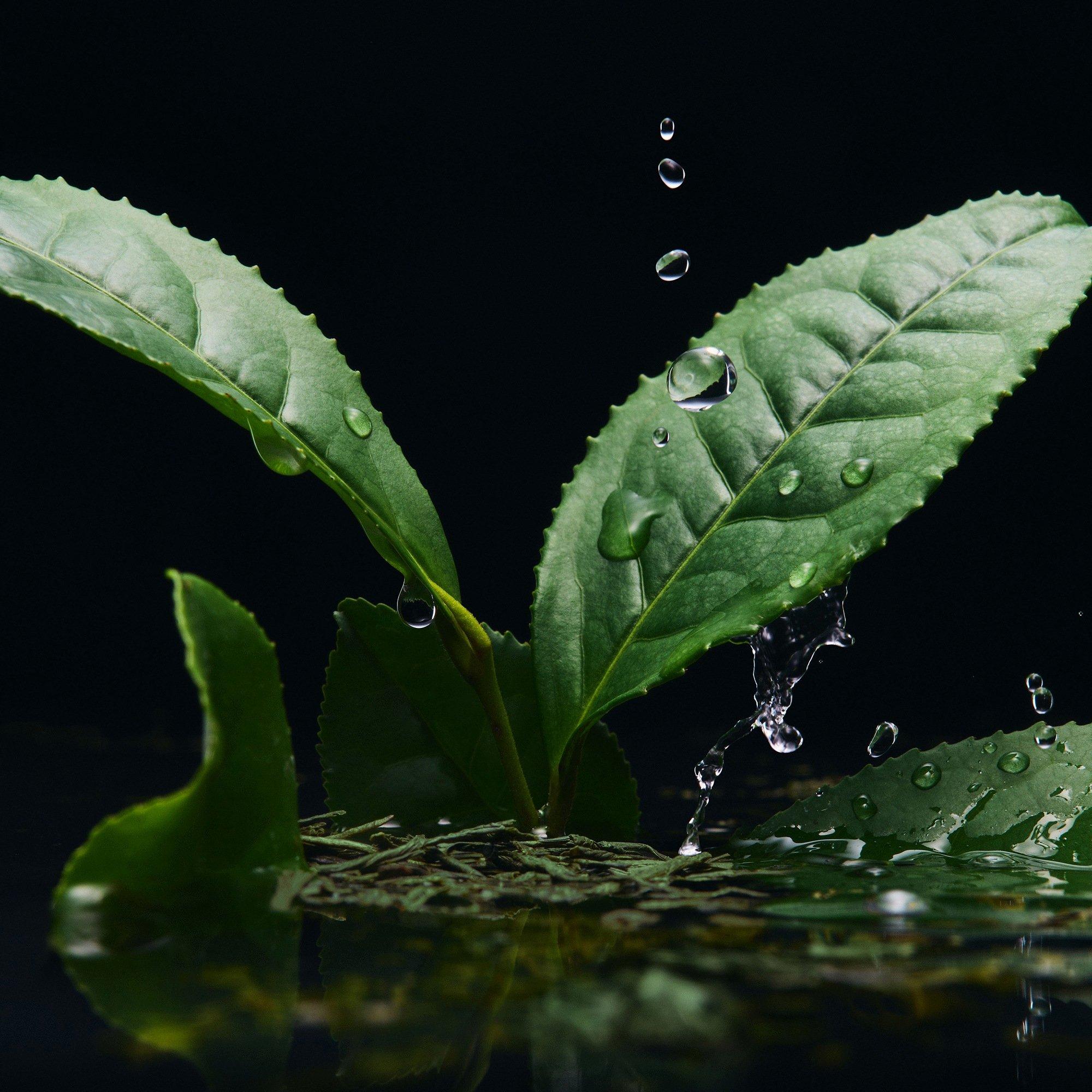 Clear - Dolce and Gabbana - Velvet Infusion Eau de Parfum - 4