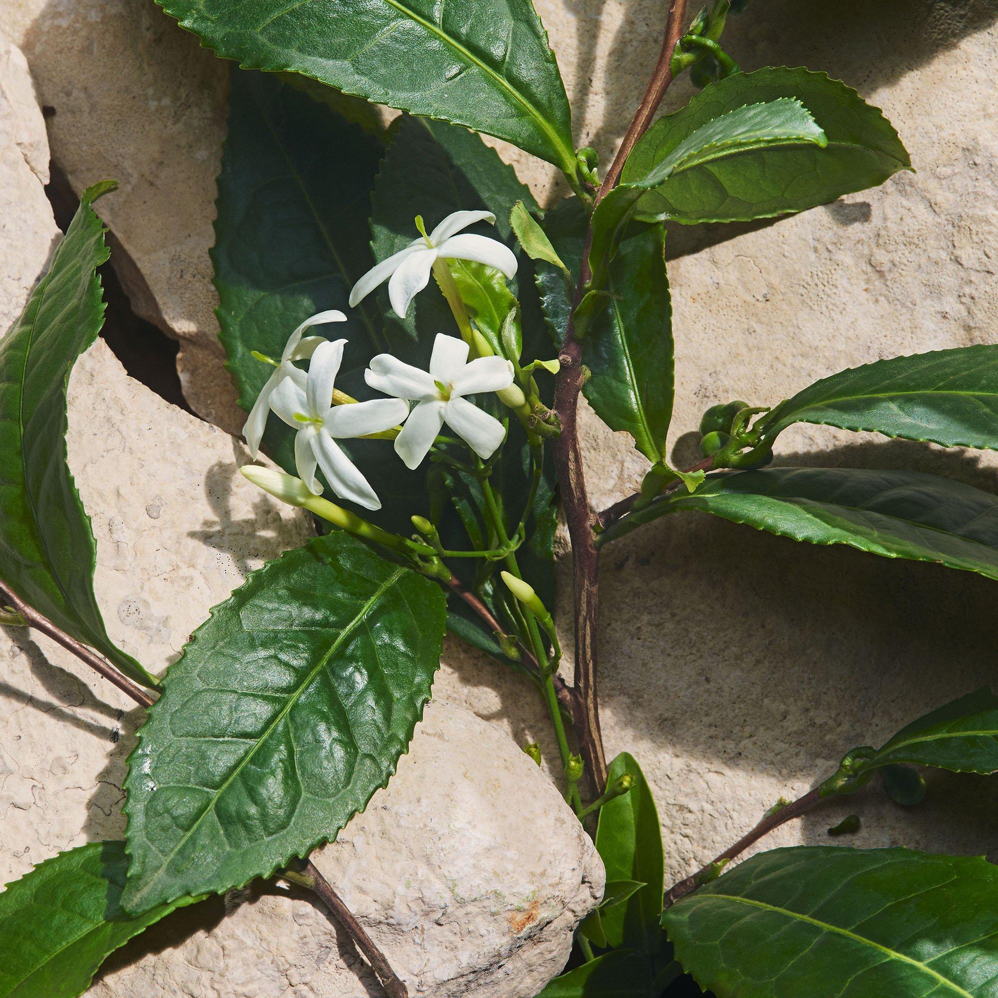 Clear - Dolce and Gabbana - DG Capri PF EDP Ld00 - 6