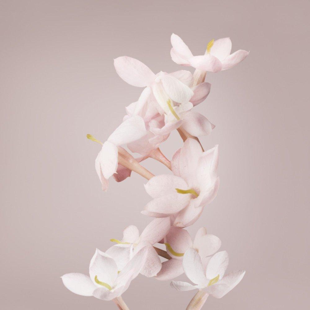 Clear - Valentino - Val Valentina EDP Ld00 - 5