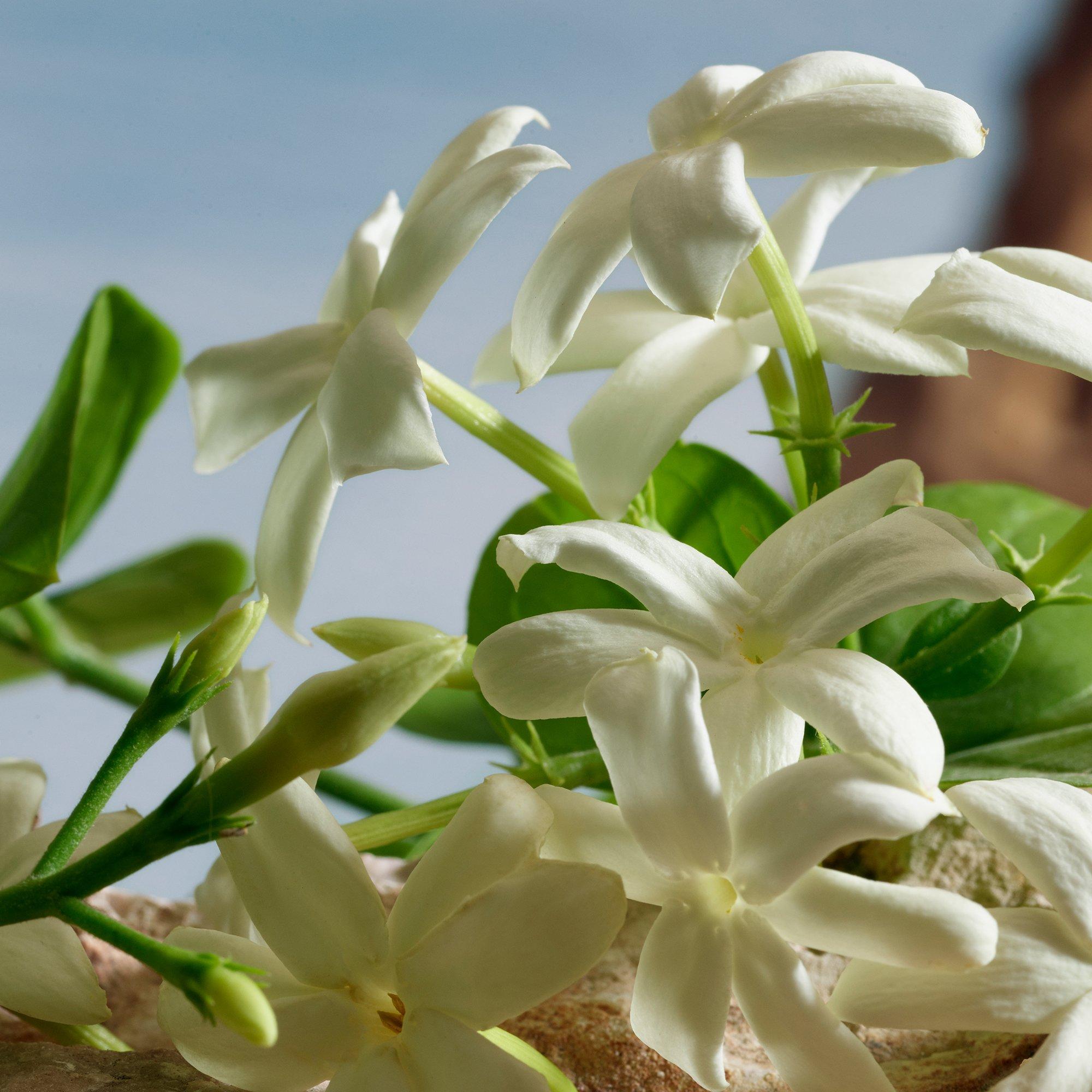 Clear - Dolce and Gabbana - DG QbyDG Ld00 - 7