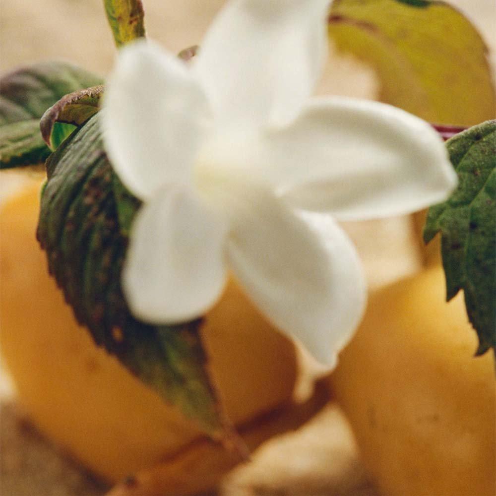 Clear - Chloe - Nomade Jasmin Naturel Eau de Parfum Intense Womens - 3