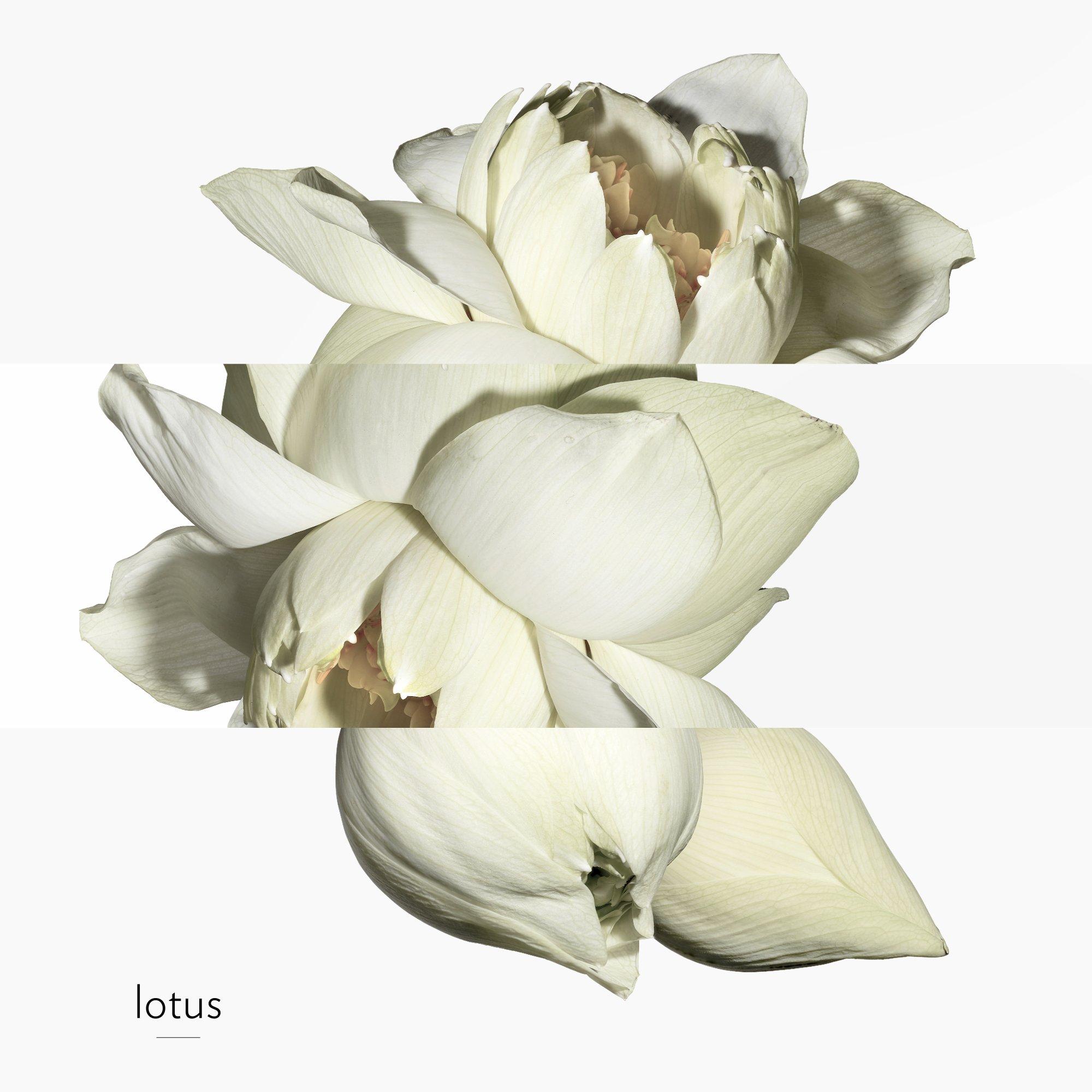 Jard Sur Nil - Hermes - Un Jardin Sur Le Nil, Eau De Toilette - 5