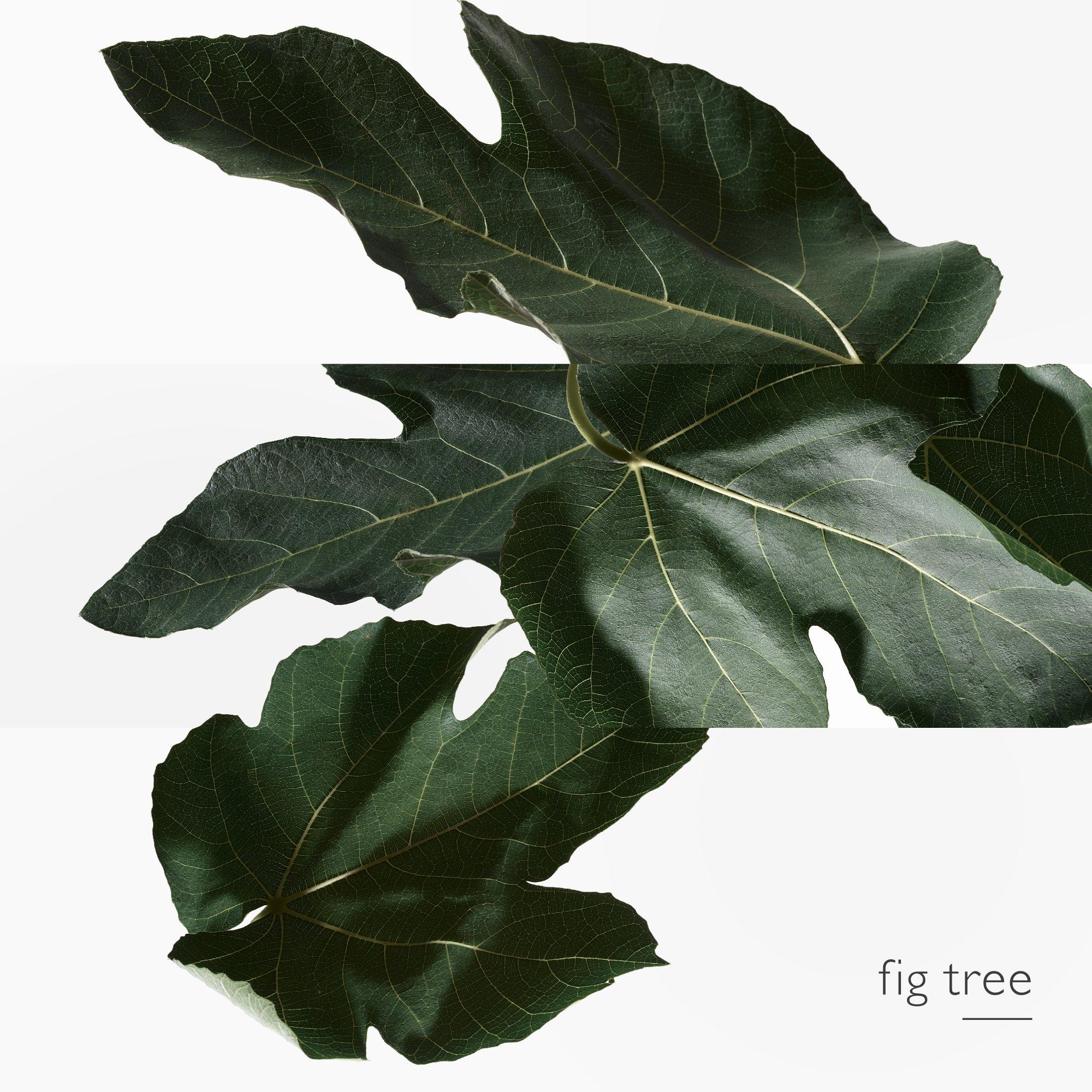 Jard Med - Hermes - Un Jardin En Méditerranée, Eau de Toilette - 4