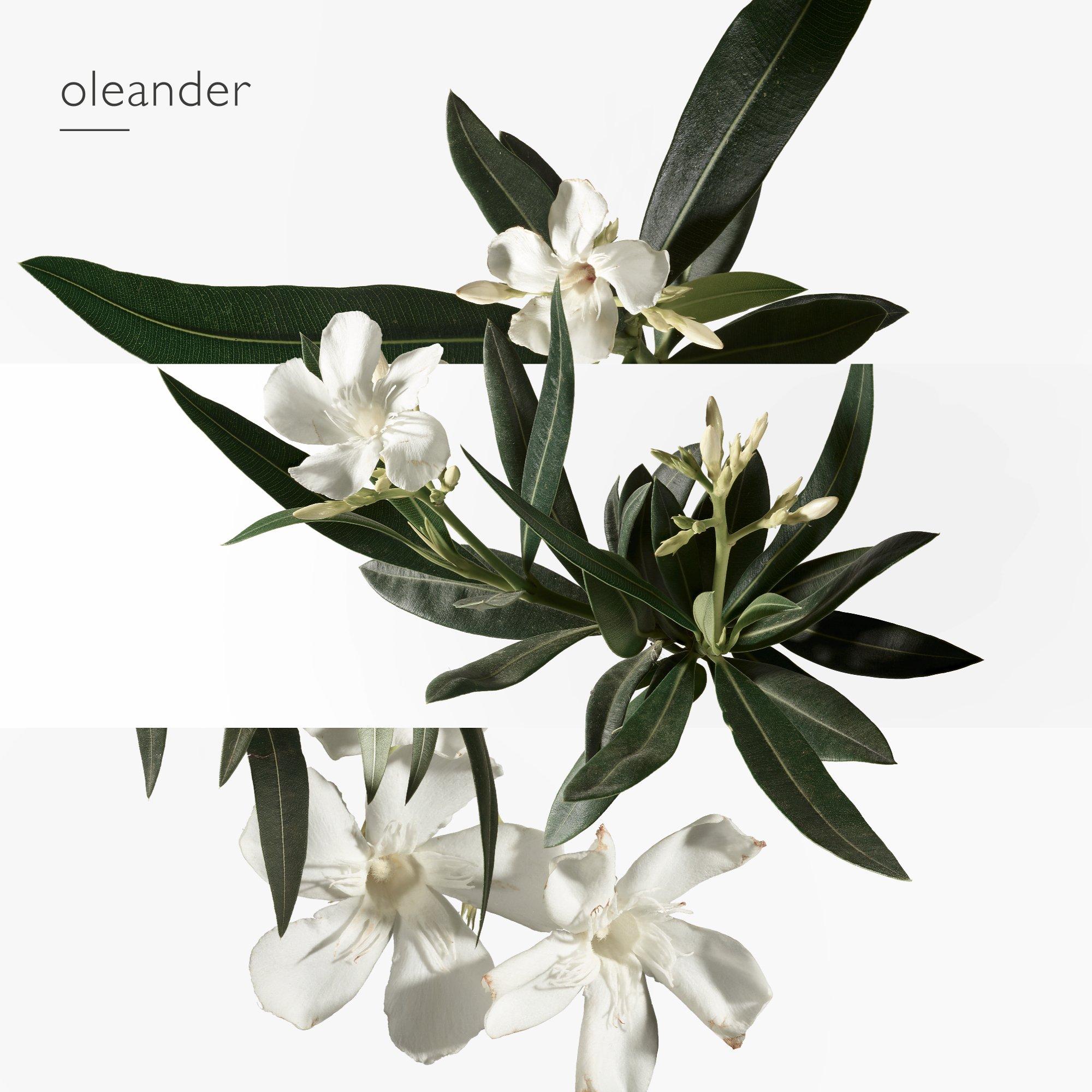 Jard Med - Hermes - Un Jardin En Méditerranée, Eau de Toilette - 6