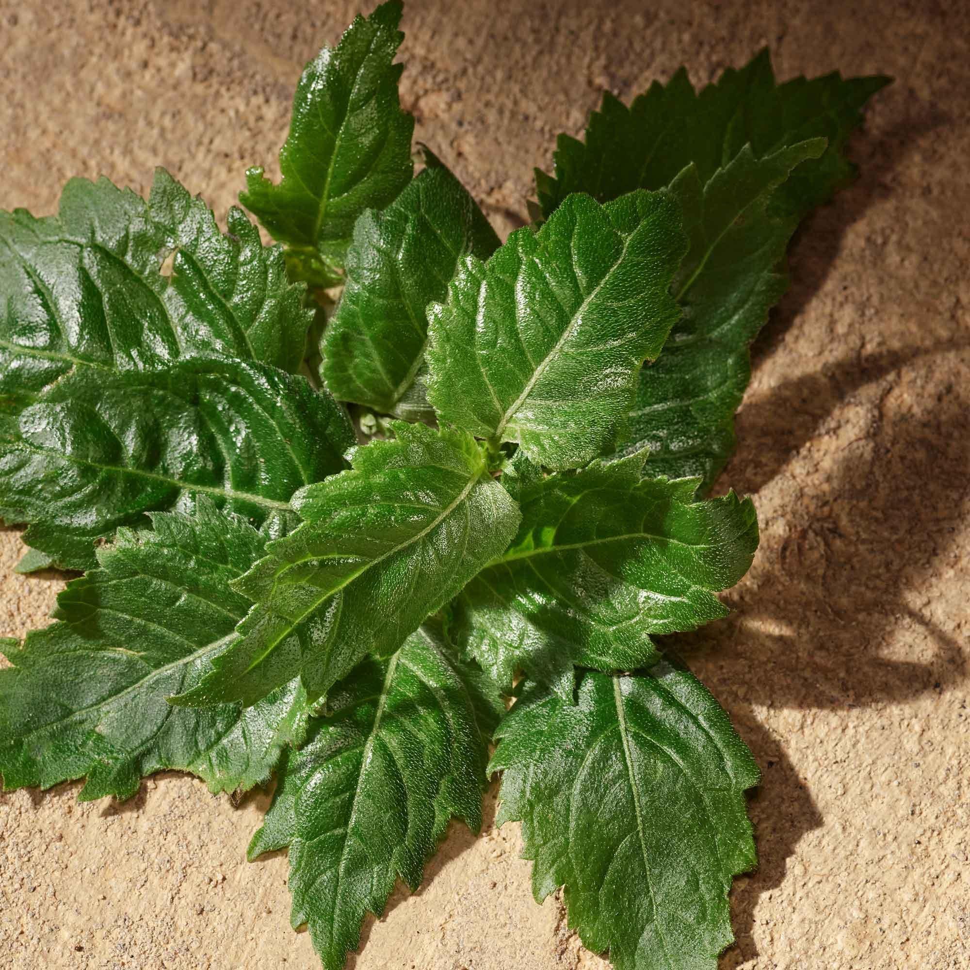 Clear - Dolce and Gabbana - DG DevotionMale Sn00 - 7