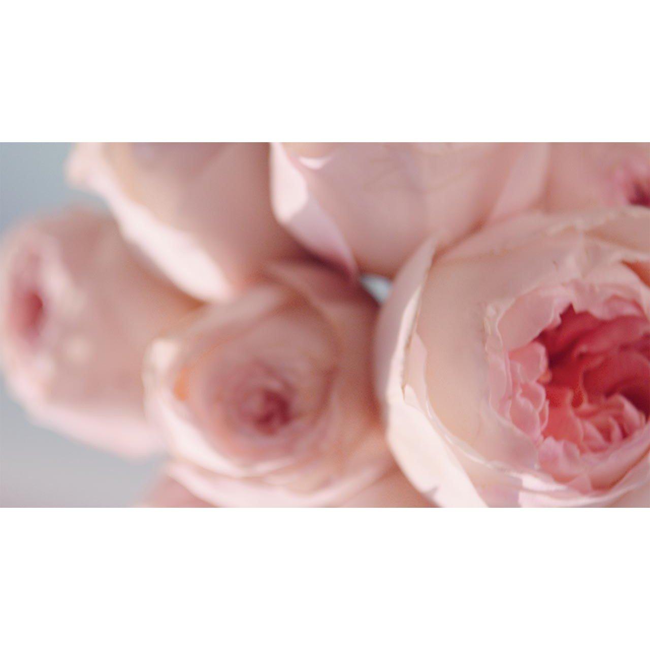 Mist - Estee Lauder - Beautiful Magnolia Eau de Parfum Spray - 5