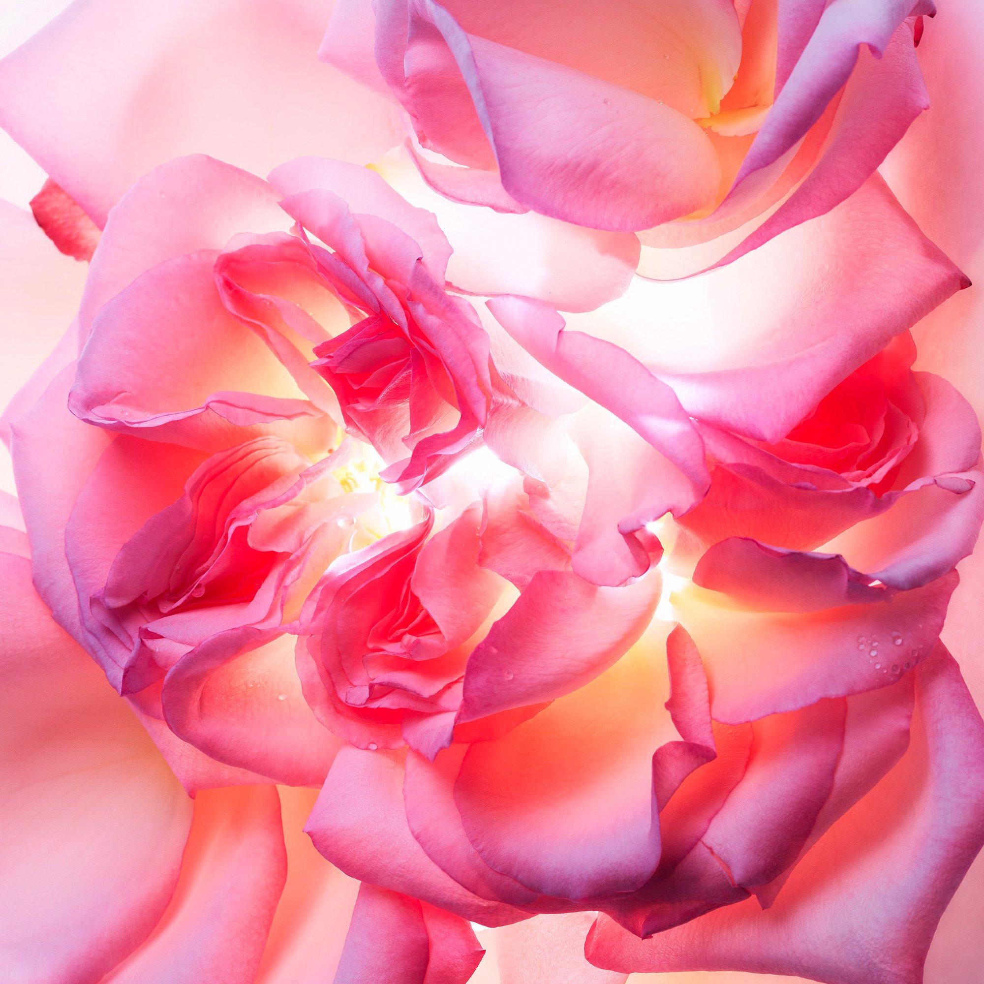 Clear - Bvlgari - Allegra Magnifying Rose - 2