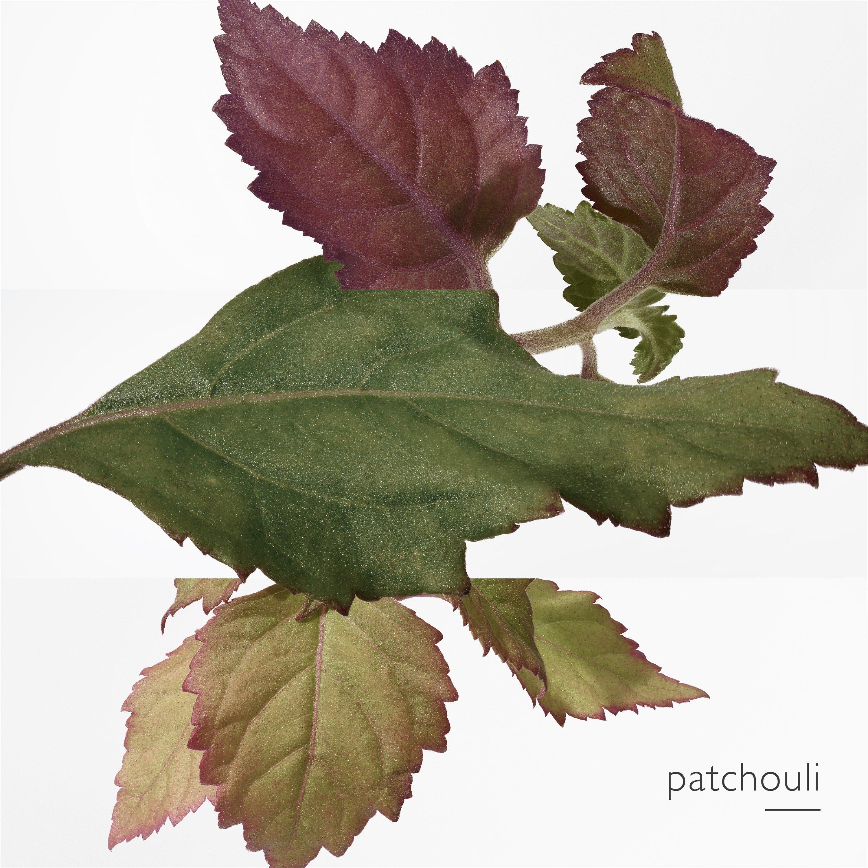 Clear - Hermes - Twilly d'Hermès Eau Poivrée, Eau de Parfum, - 6