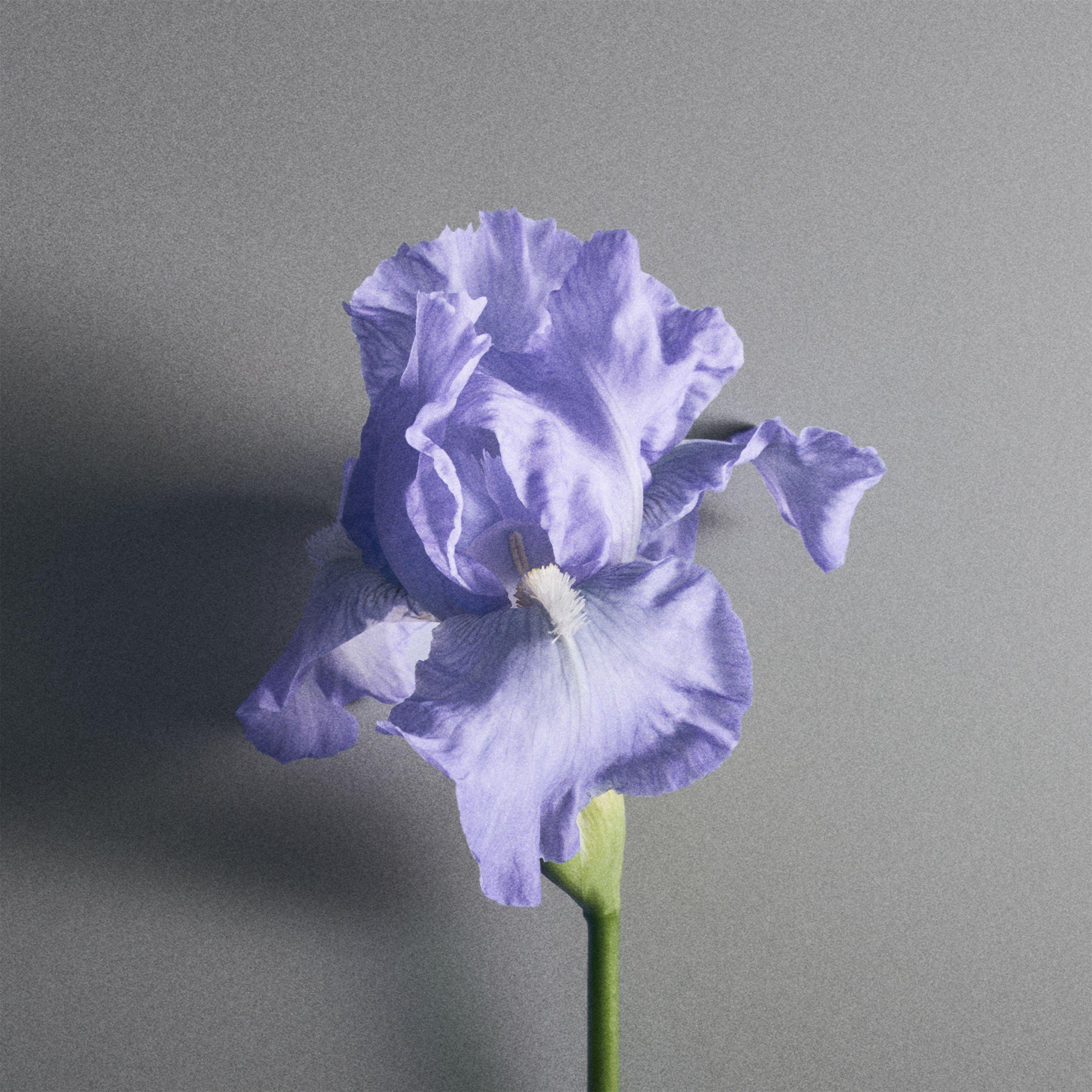 Clear - Creed - CE Iris Debonair 00 - 6