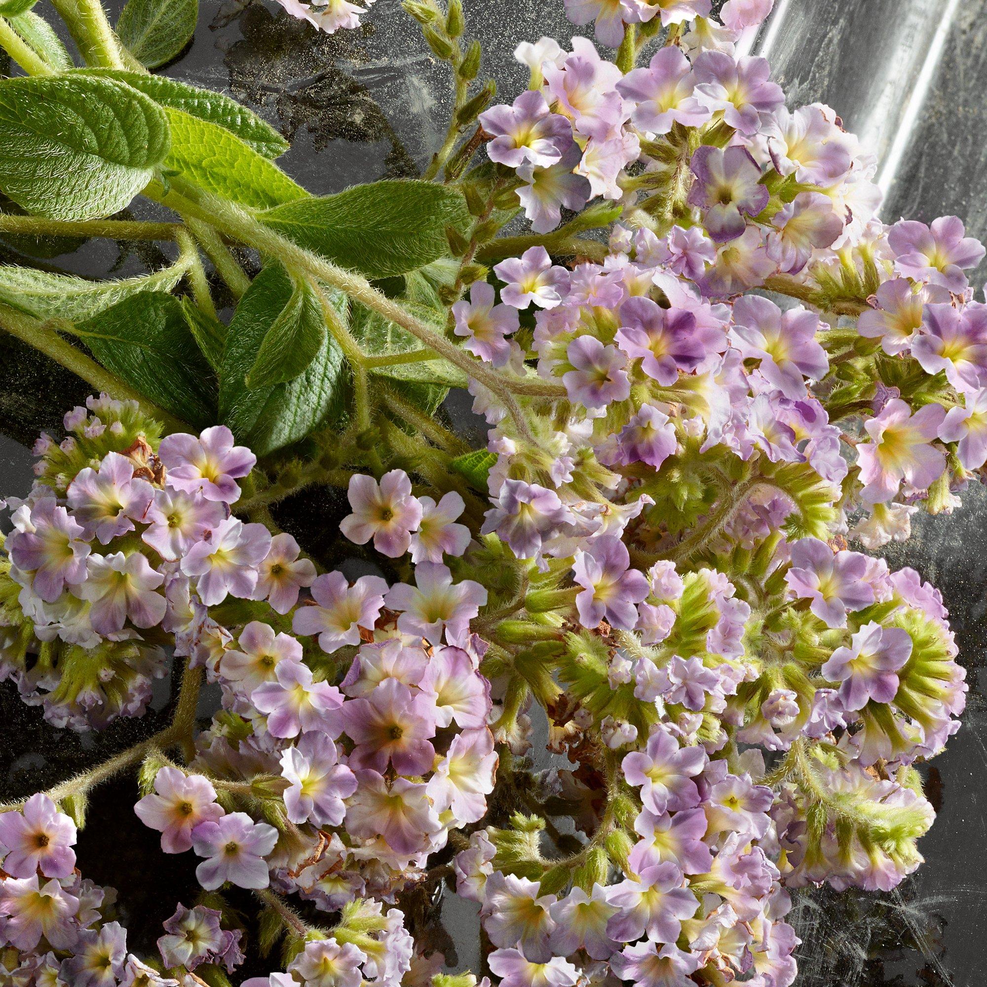 Clear - Dolce and Gabbana - Q Eau de Parfum Intense - 6