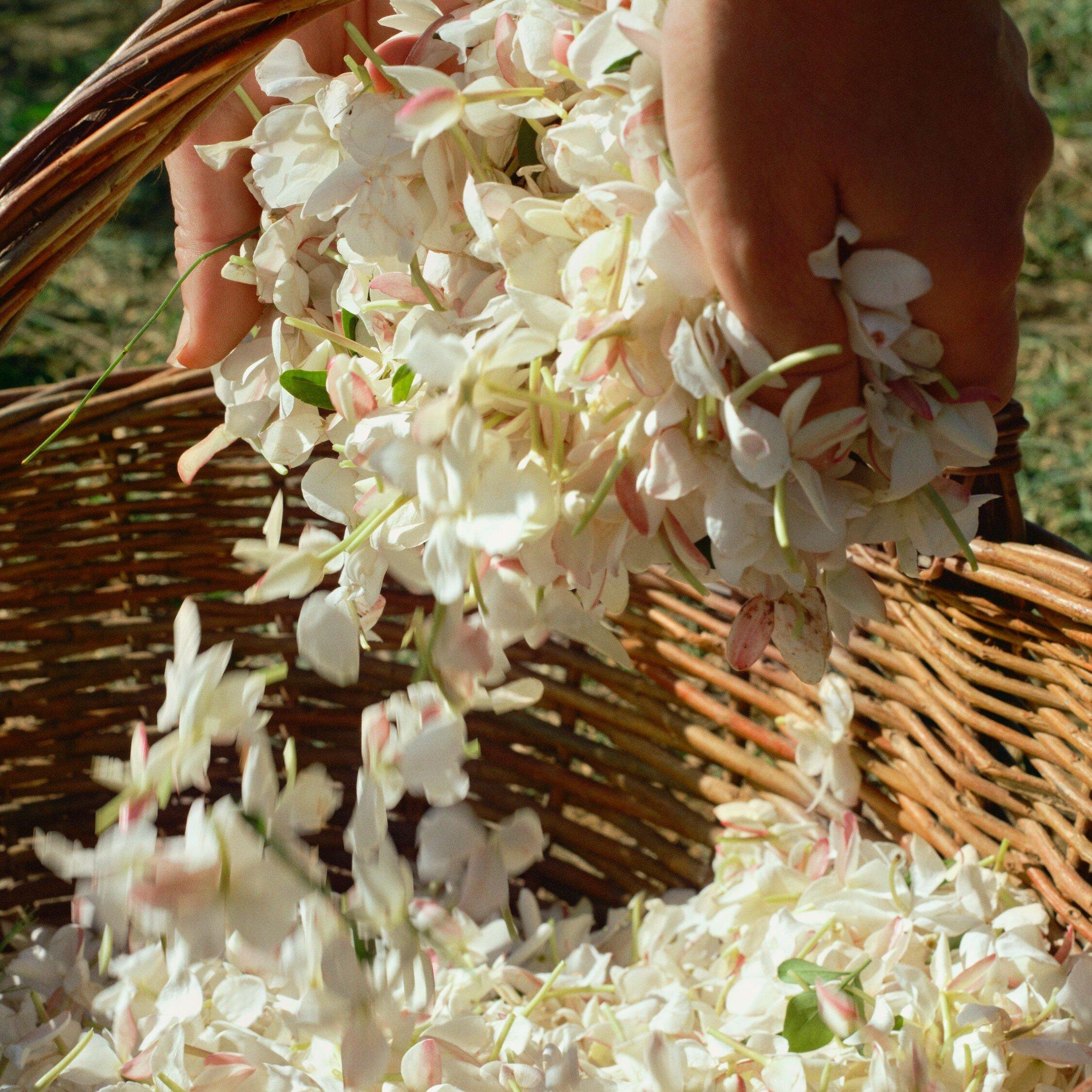 Clear - Acqua Di Parma - Gelsomino A Freddo Eau de Parfum - 5