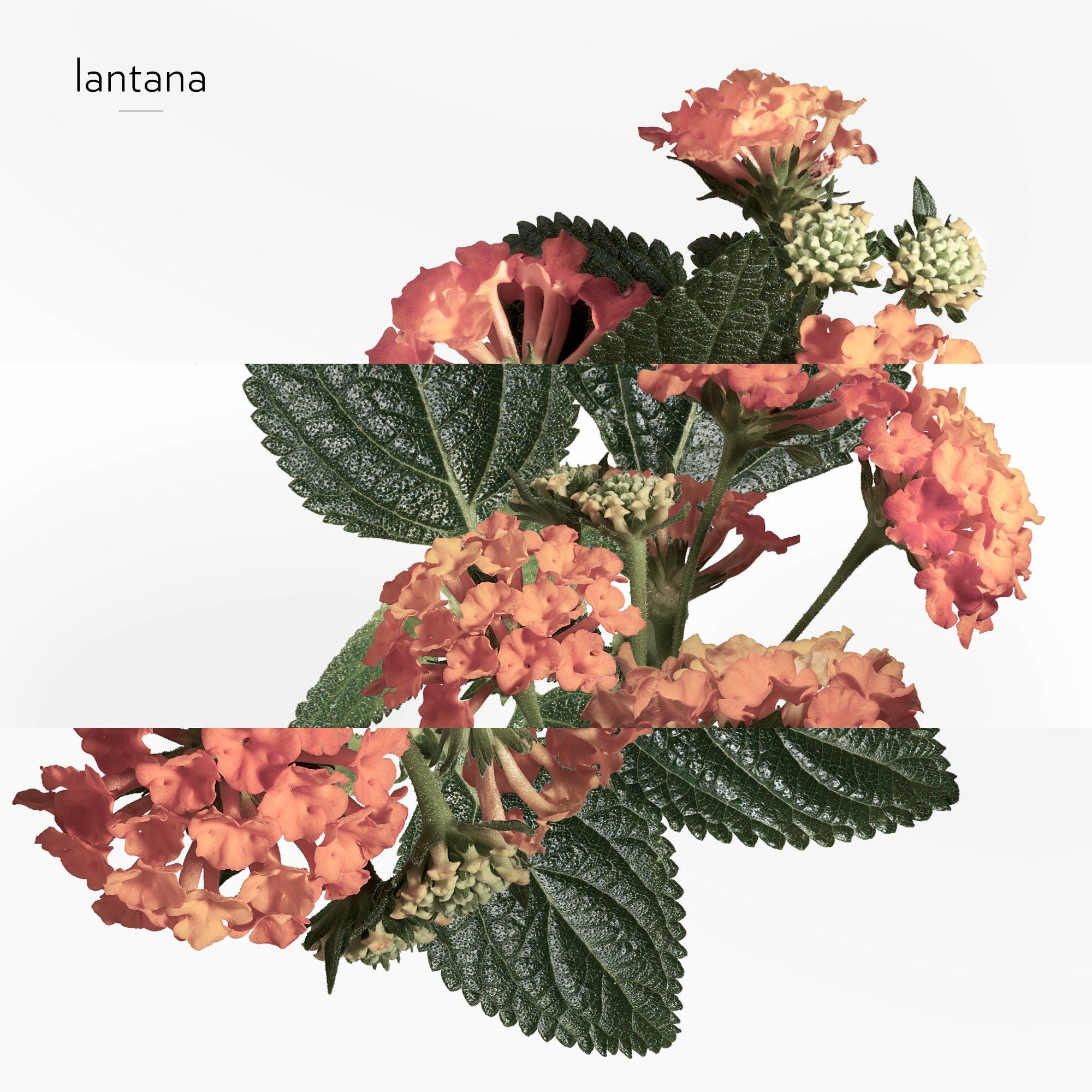 Clear - Hermes - Eau de rhubarbe écarlate, Eau de Cologne - 5