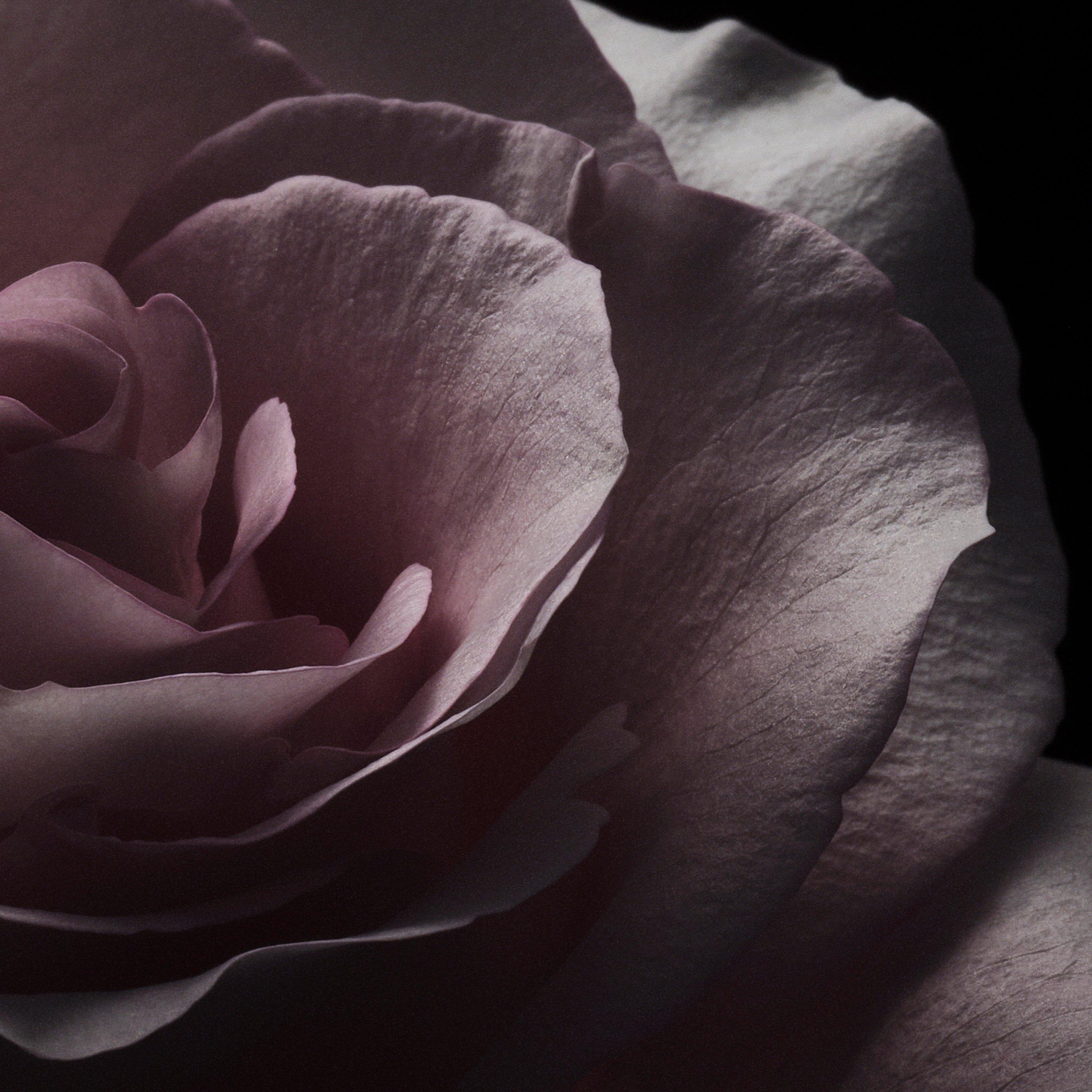 None - Van Cleef and Arpels - Van Cleef & Arpels Moonlight Rose Eau de Parfum 75ml - 7