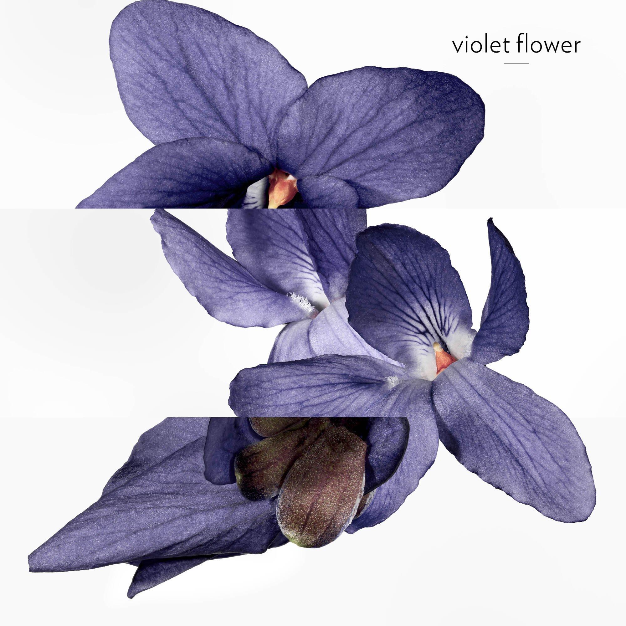Hermes Beauty | Hermessence Violette Volynka Eau de Toilette