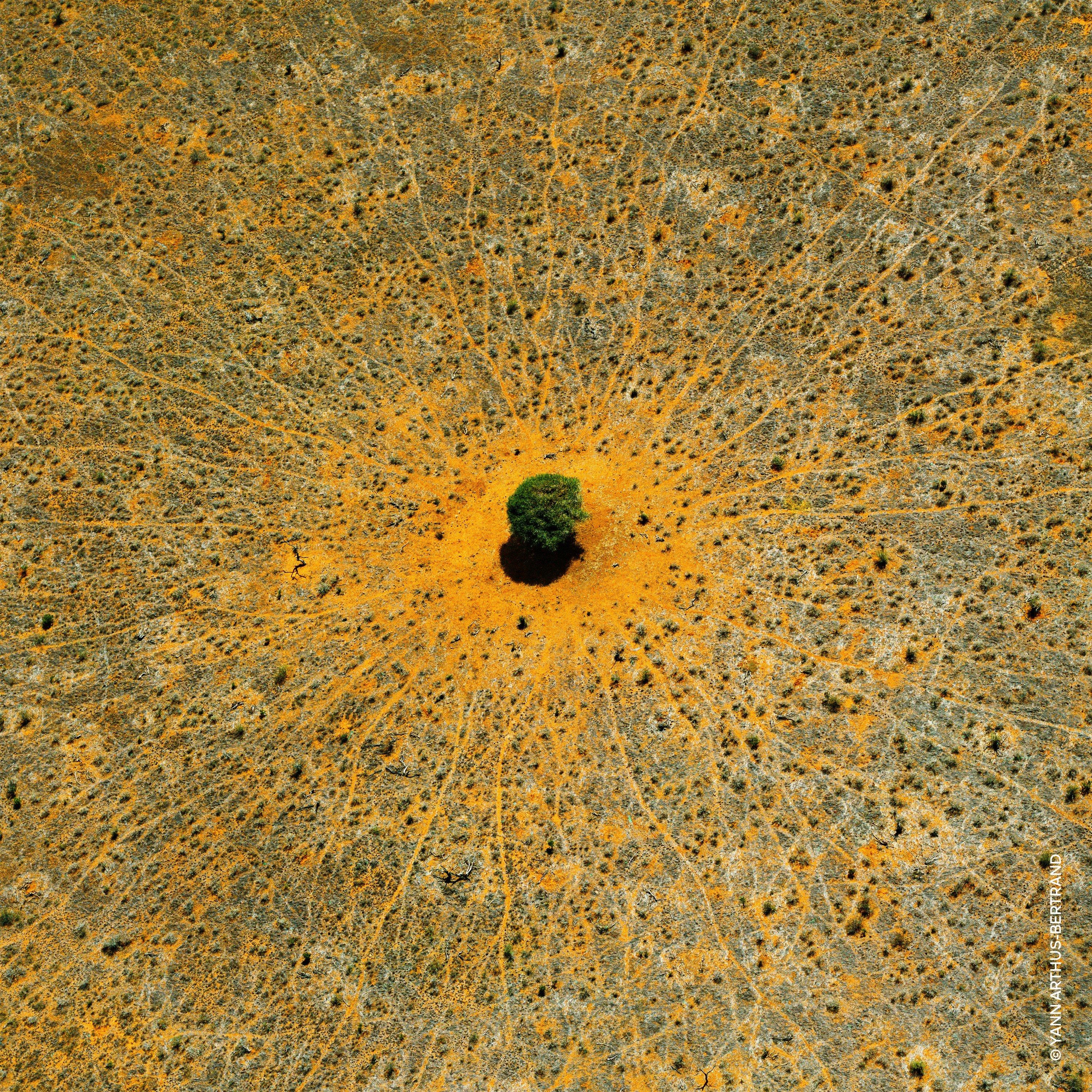 Mand - Guerlain - Aqua Allegoria Mandarine Basilic Eau de Toilette - 4