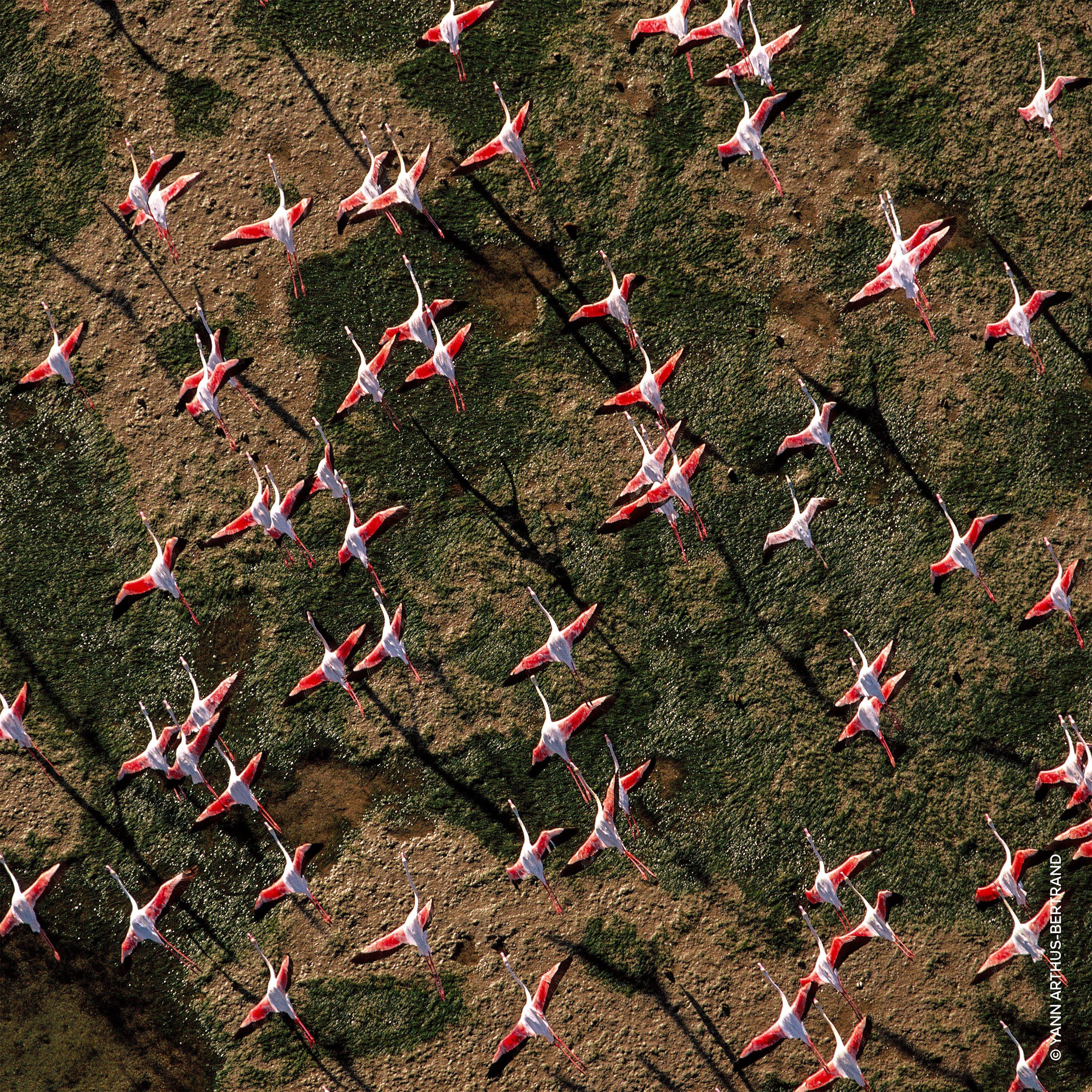 Rosa - Guerlain - Aqua Allegoria Rosa Rossa Eau de Toilette - 5