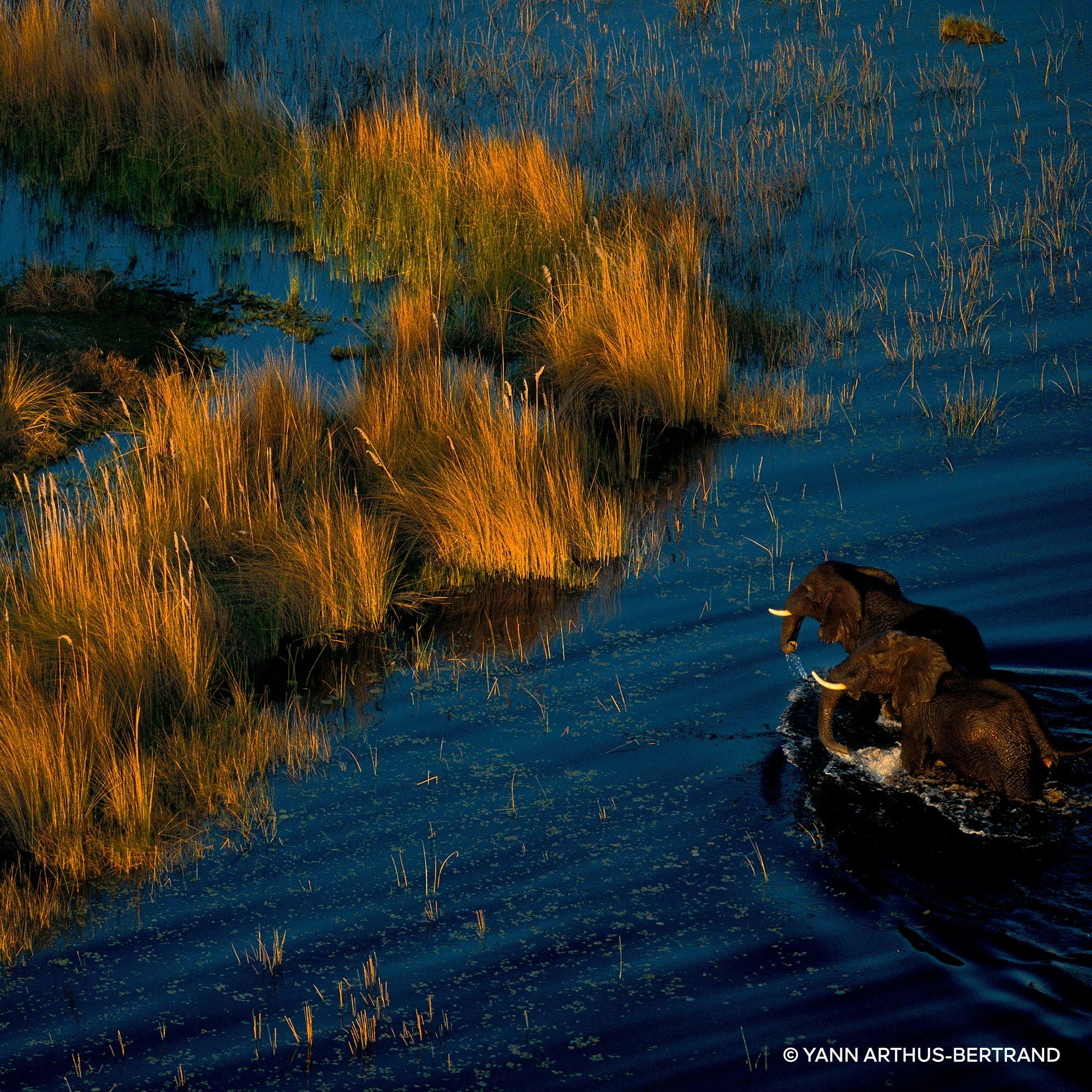 Clear - Guerlain - Aqua Allegoria Forte Mandarine Basilic Eau de Parfum - 7