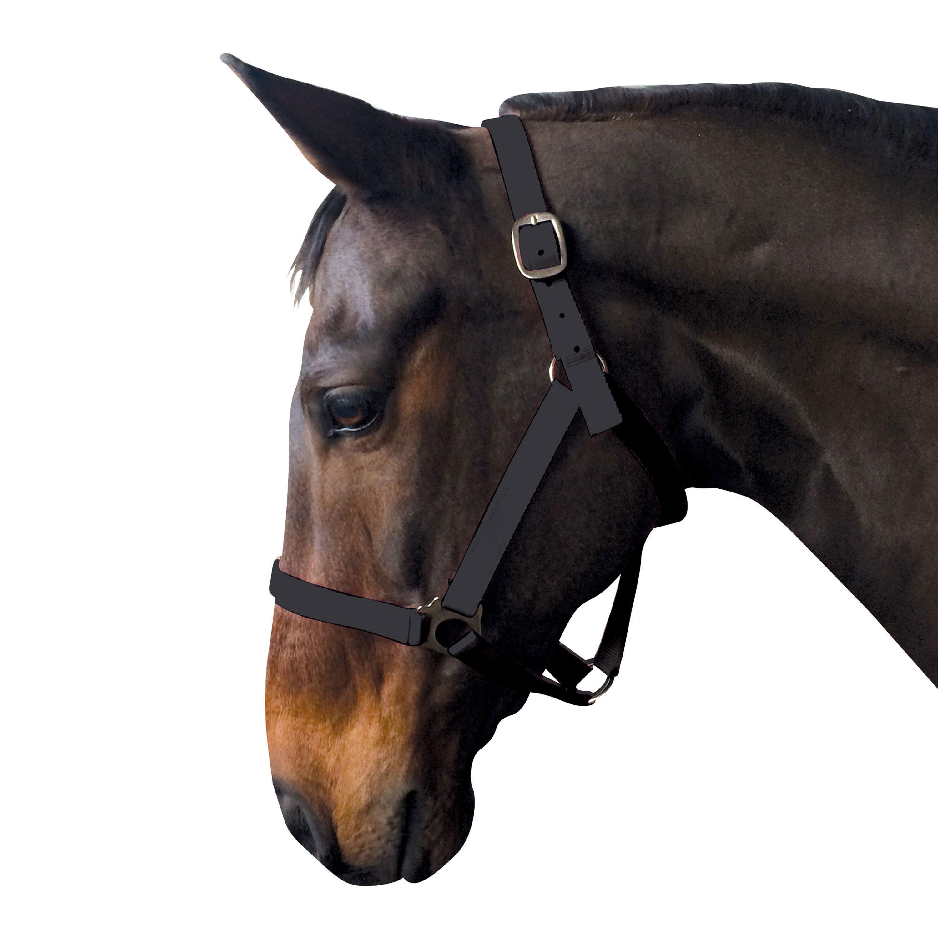 Black - Requisite - Economy Headcollar - 1