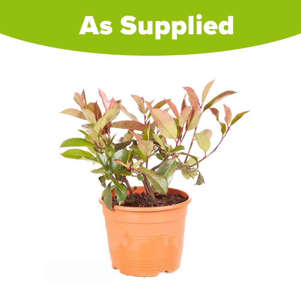 Yougarden  Photinia Little Robin 2L Red - 2L Pot