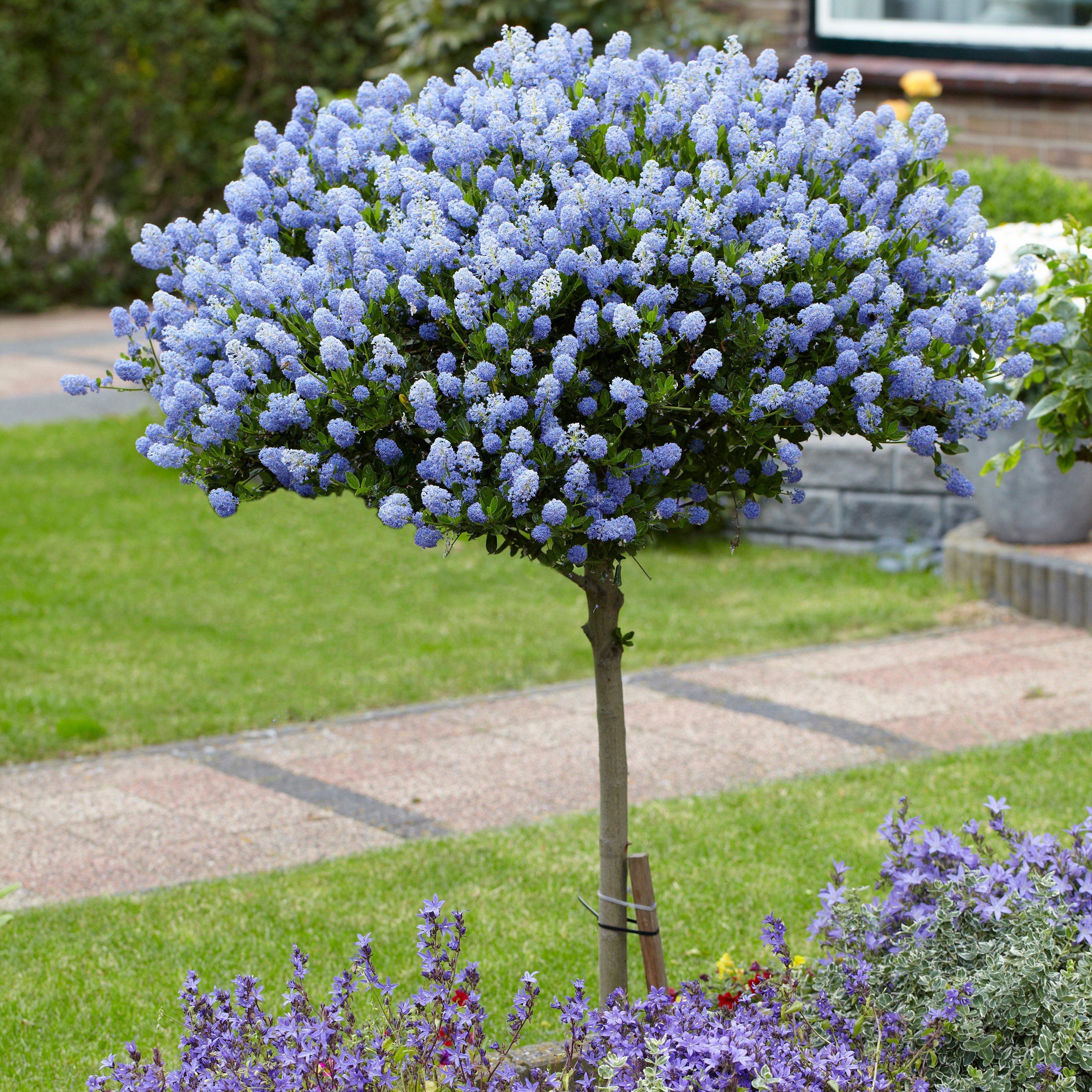 Yougarden Ceanothus Standard Californian Lilac Tree - Blue - 1 x 3L Pot