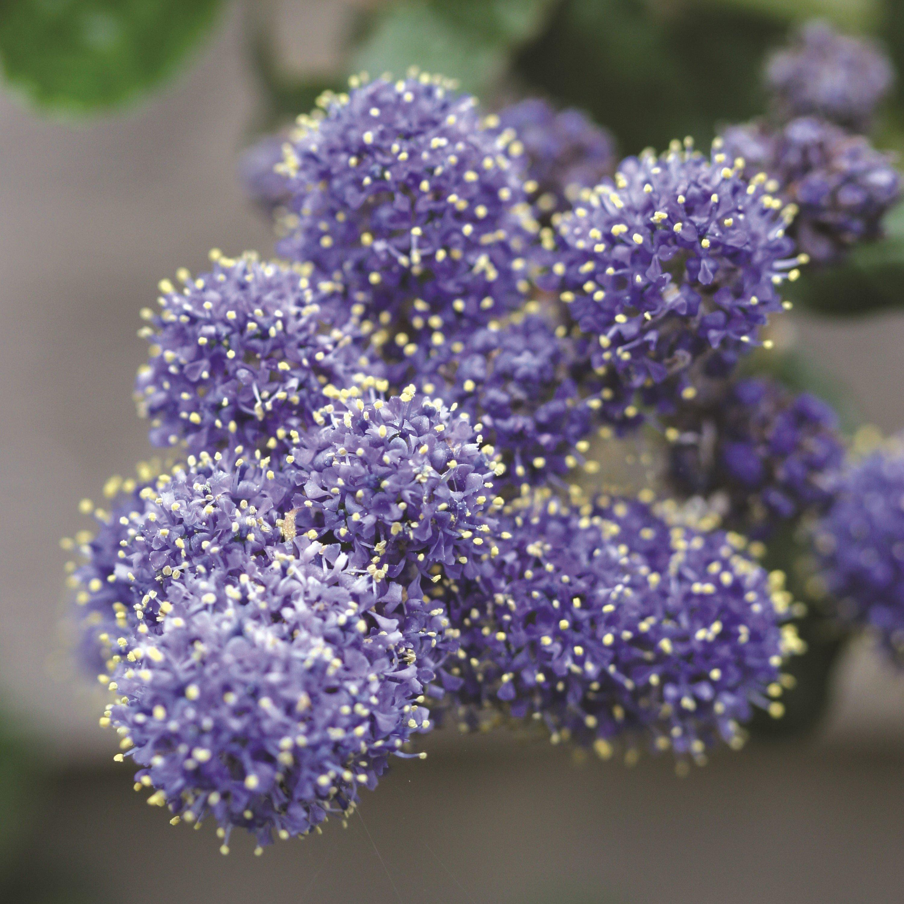 Blue - YouGarden - Ceanothus Standard Californian Lilac Tree - 2