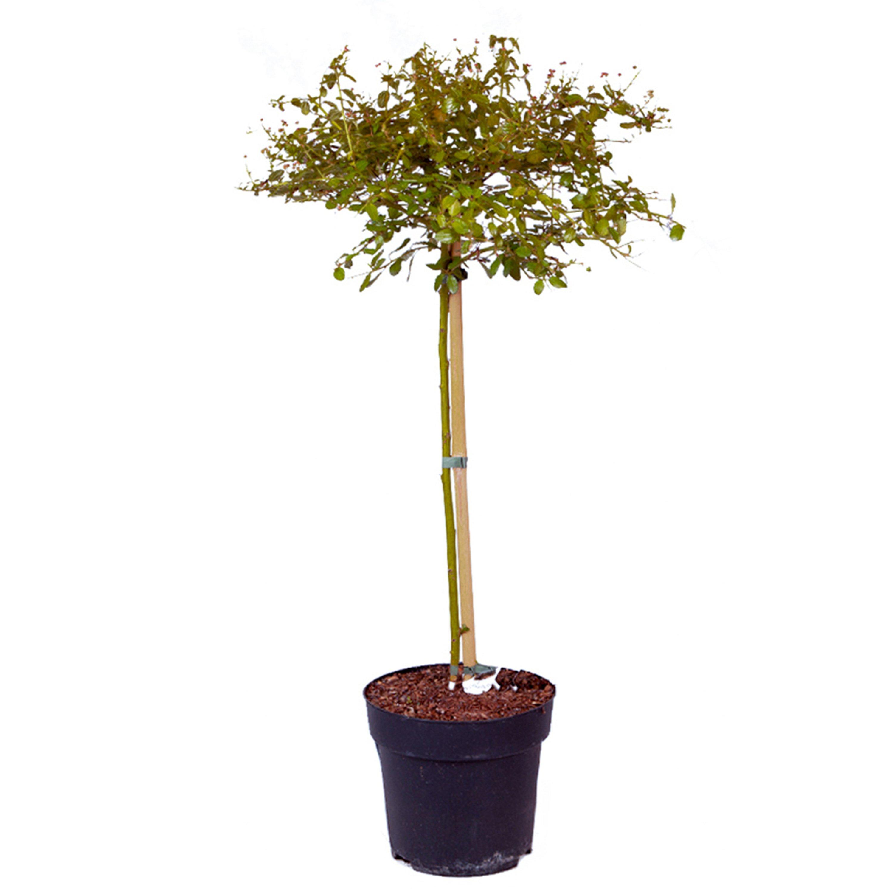 Blue - YouGarden - Ceanothus Standard Californian Lilac Tree - 3