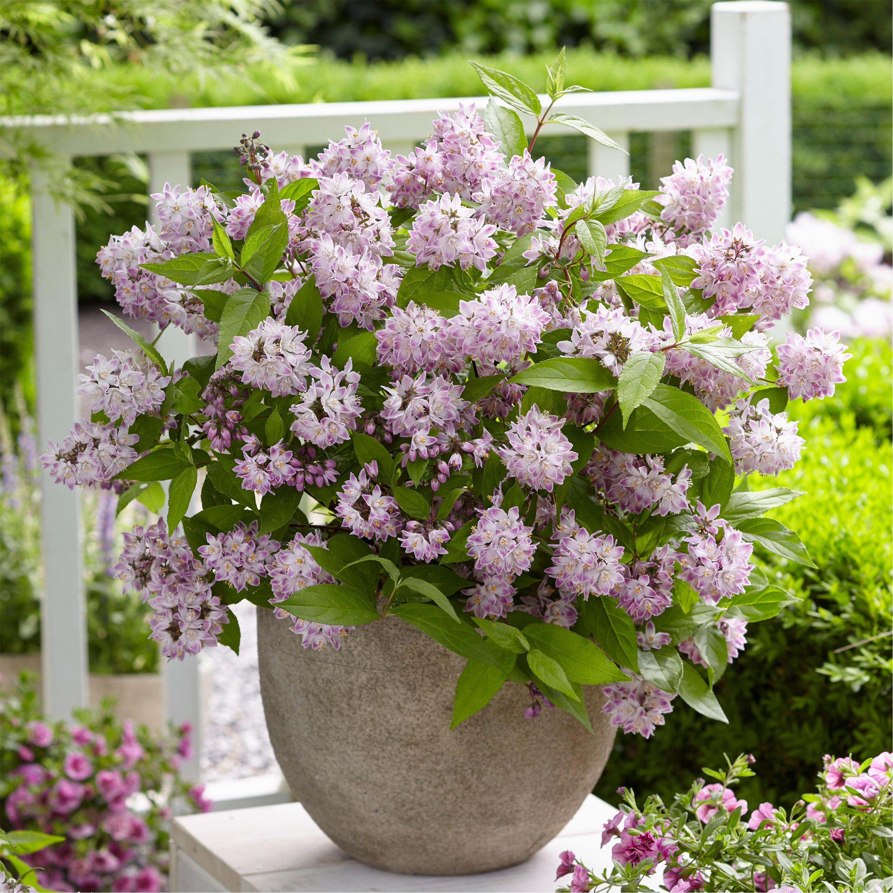 You Garden Deutzia Hybrida 'Rasberry Sundae' 3L - Image 5