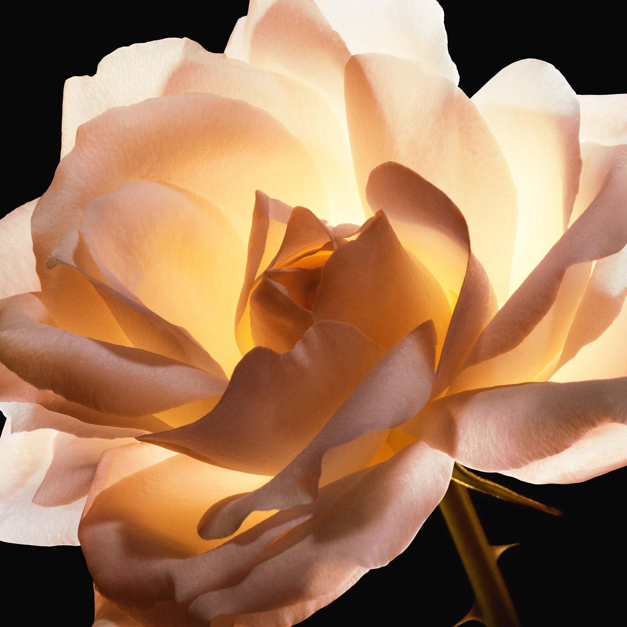 0 NEUTRAL - DIOR - Dior Prestige Le Micro-Fluide Teint de Rose Foundation SPF 25 30ml - 7