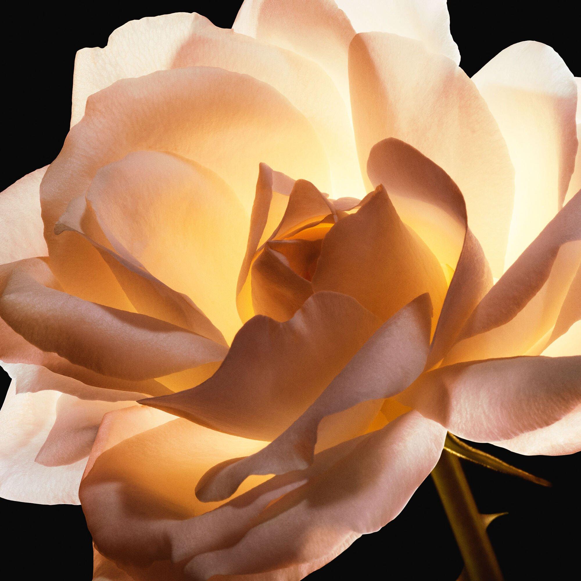 Clear - DIOR - Dior Prestige La Crème Texture Fine - 4