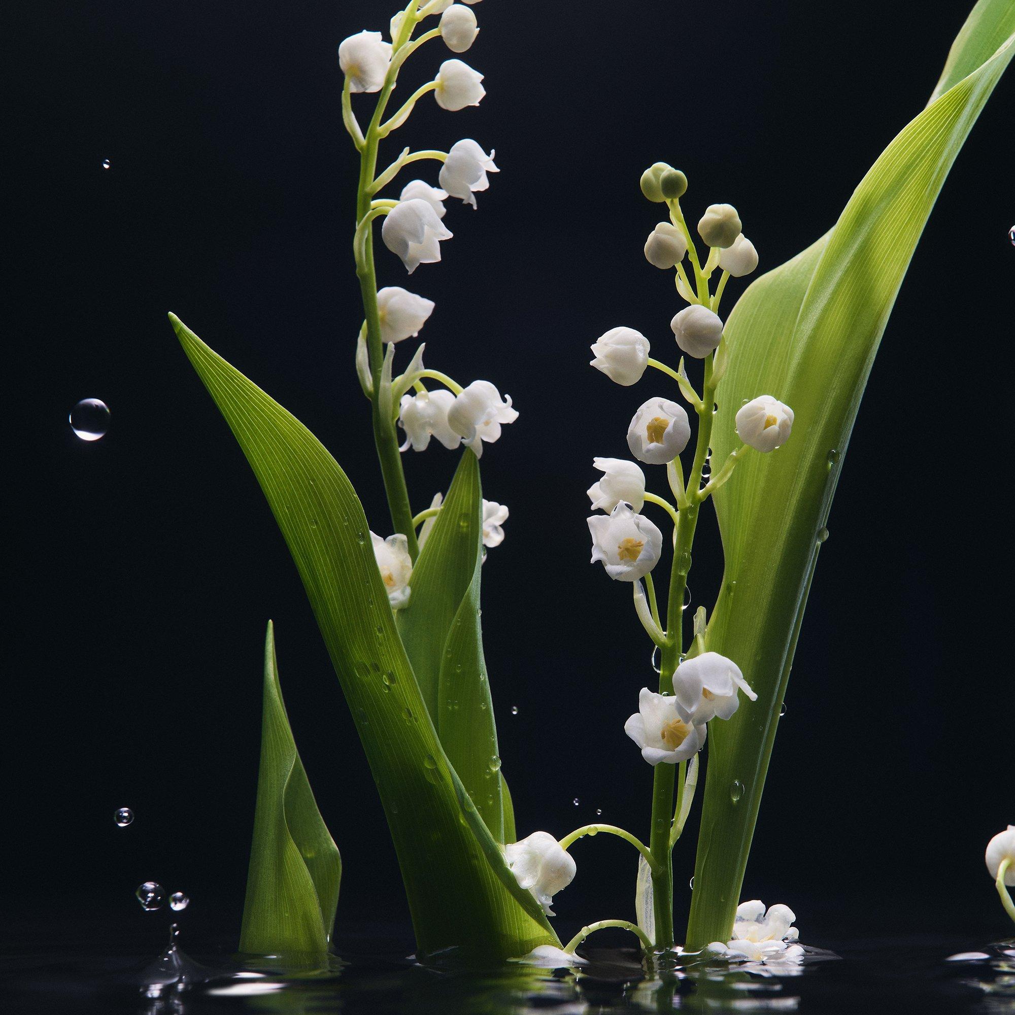 Clear - Dolce and Gabbana - Velvet Mughetto Eau de Parfum - 4