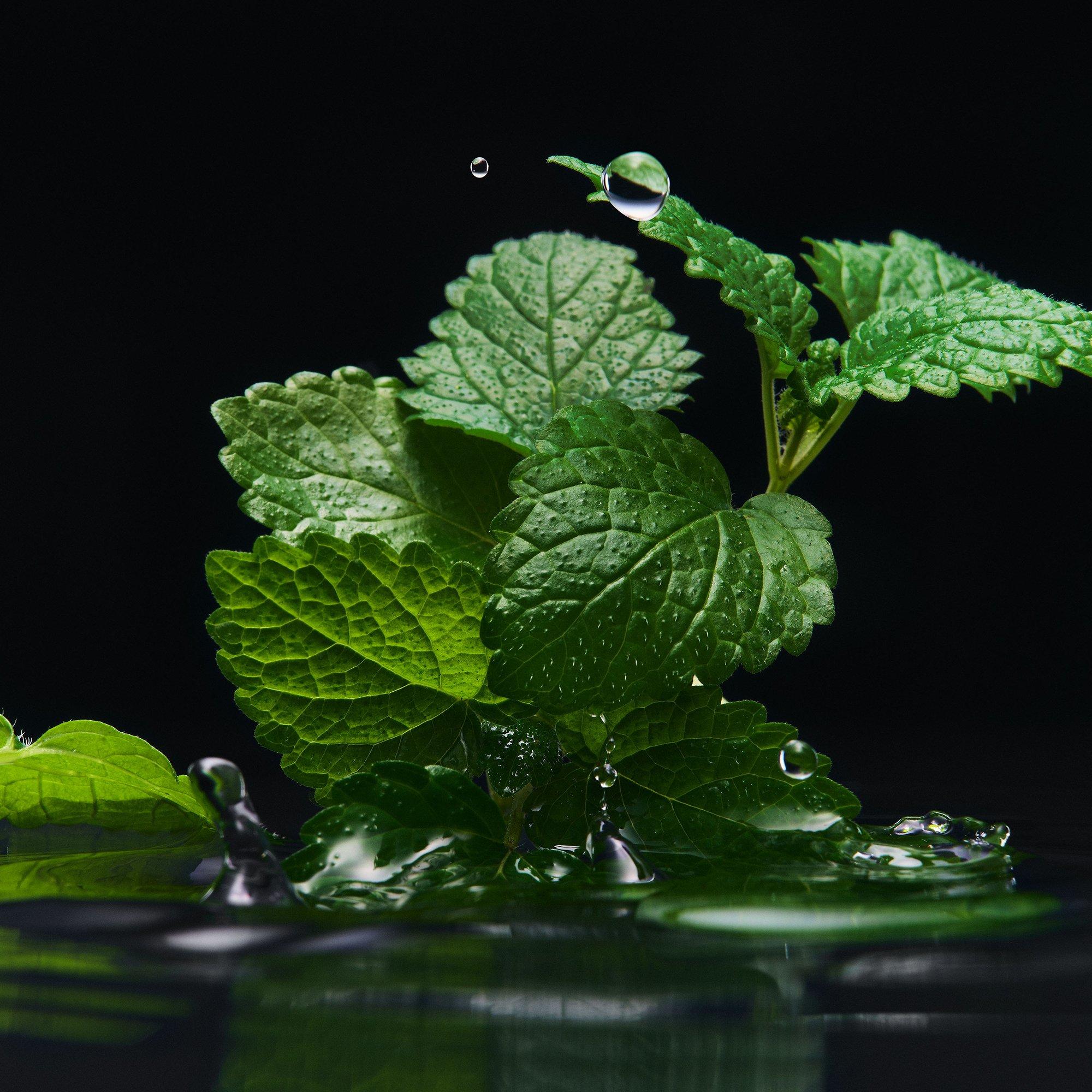 Clear - Dolce and Gabbana - Velvet Black Patchouli Eau de Parfum - 4