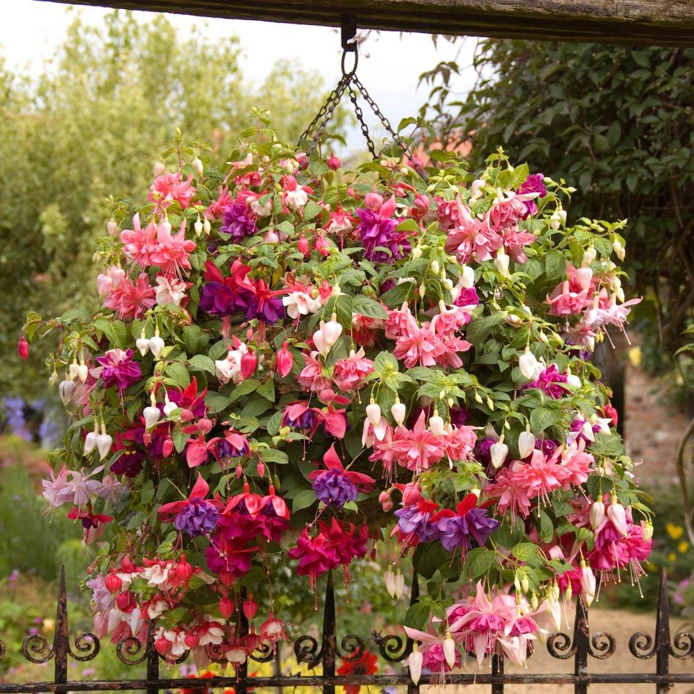 Multi - YouGarden - Fuchsia Jumbo Flowered Collection (12 Plug Plants) - 2