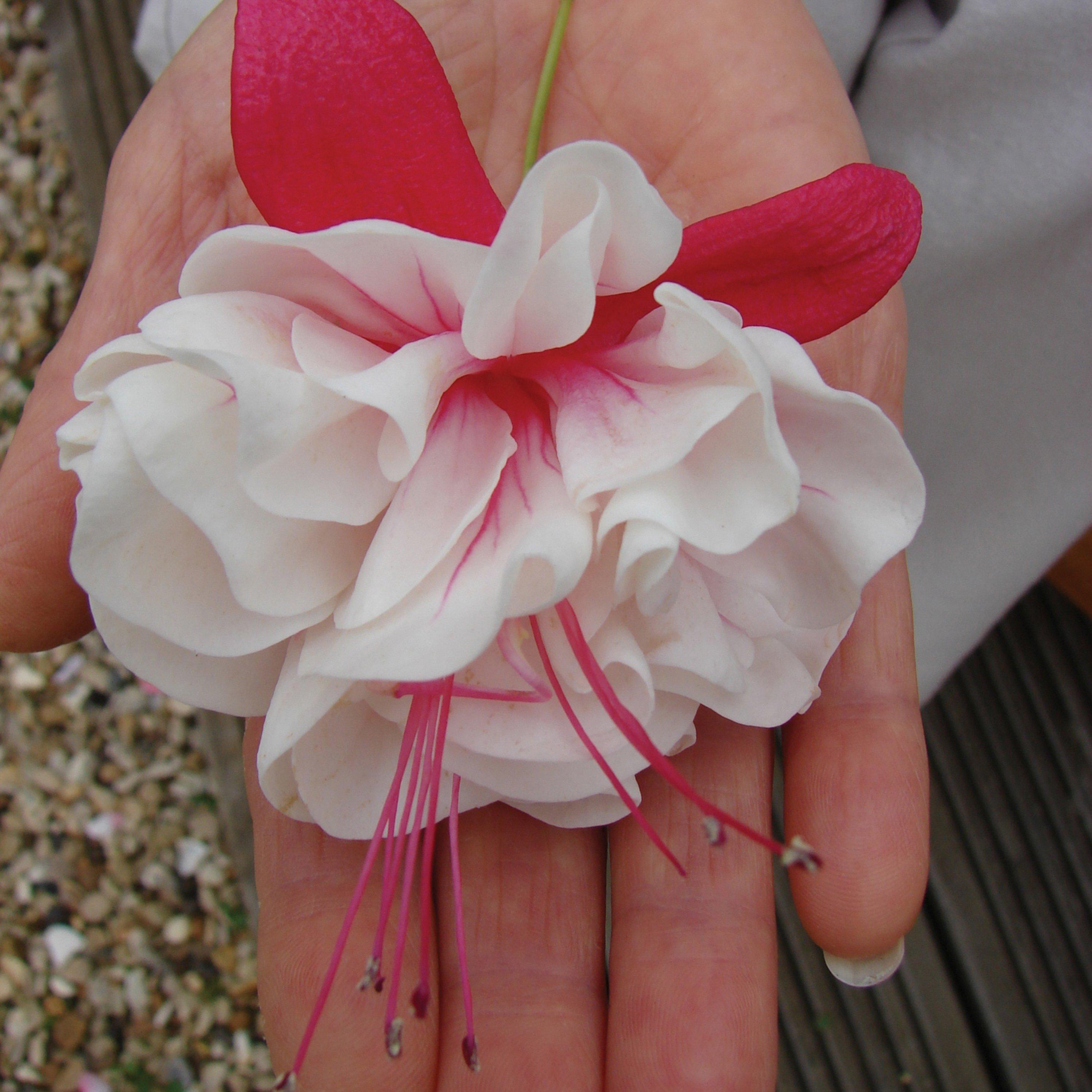 Multi - YouGarden - Fuchsia Jumbo Flowered Collection (12 Plug Plants) - 6