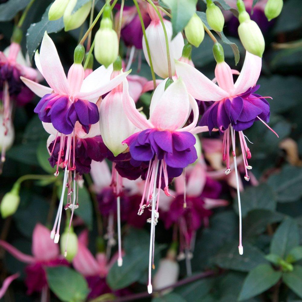 Multi - YouGarden - Fuchsia Jumbo Flowered Collection (12 Plug Plants) - 7