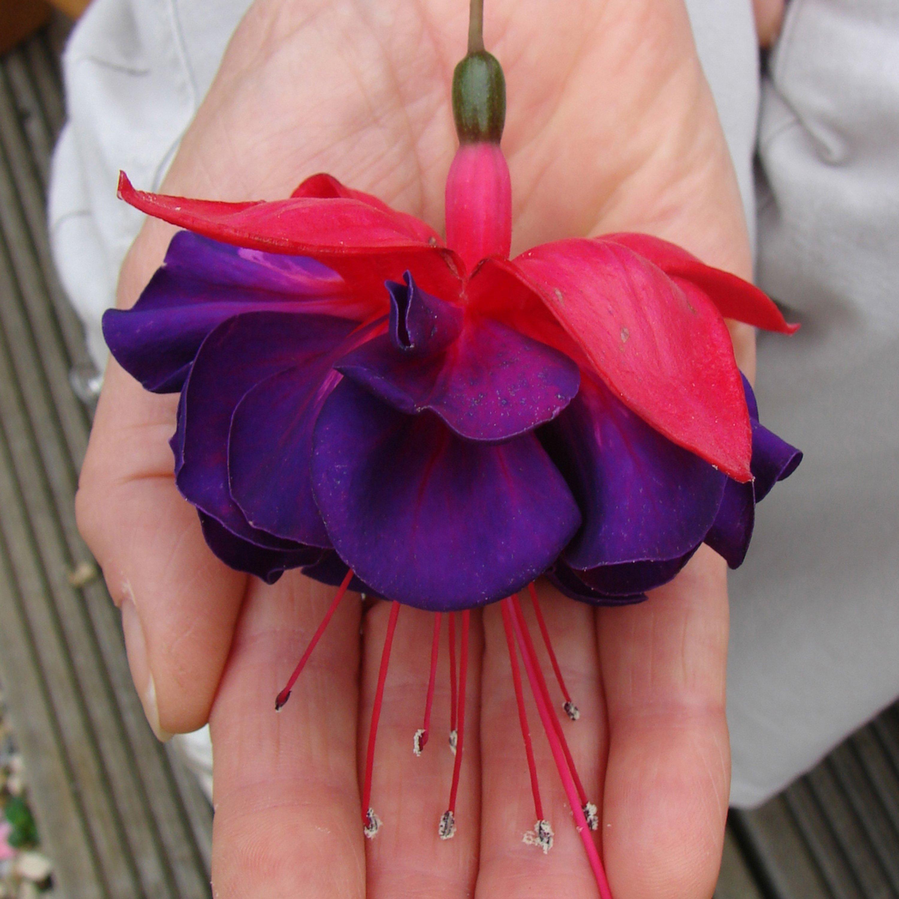 Multi - YouGarden - Fuchsia Jumbo Flowered Collection (12 Plug Plants) - 8