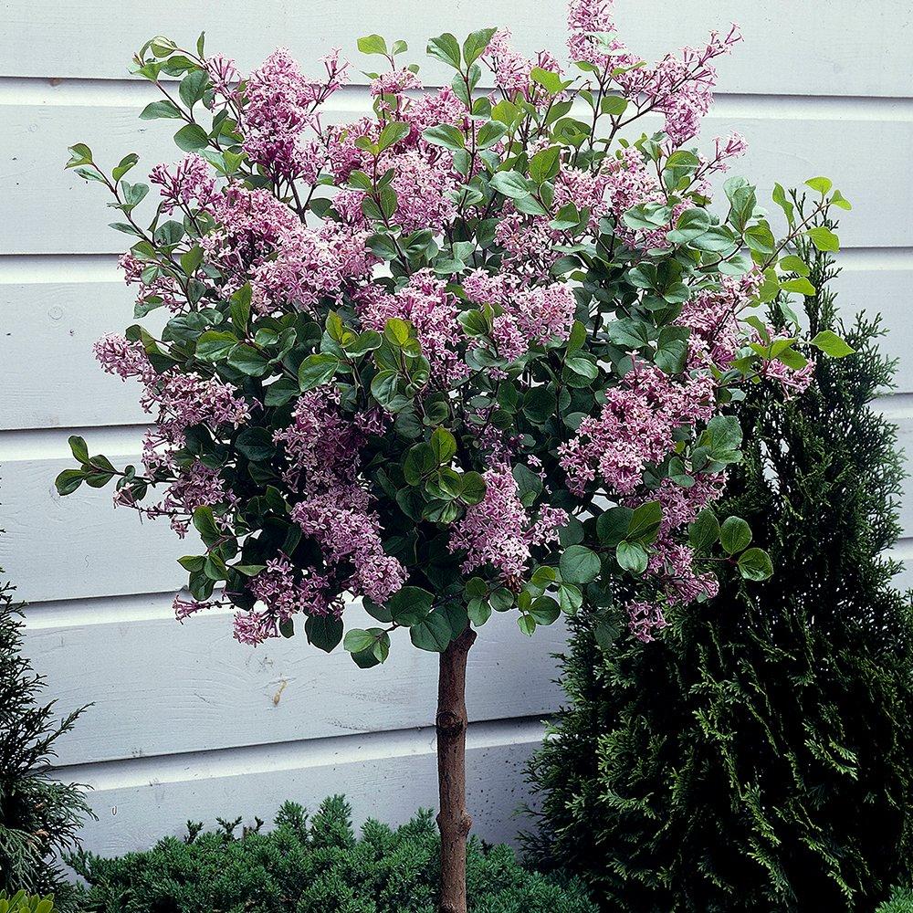 Yougarden  Syringa Palibin (Lilac) Standard 90Cm 3L - Purple - 3L pot