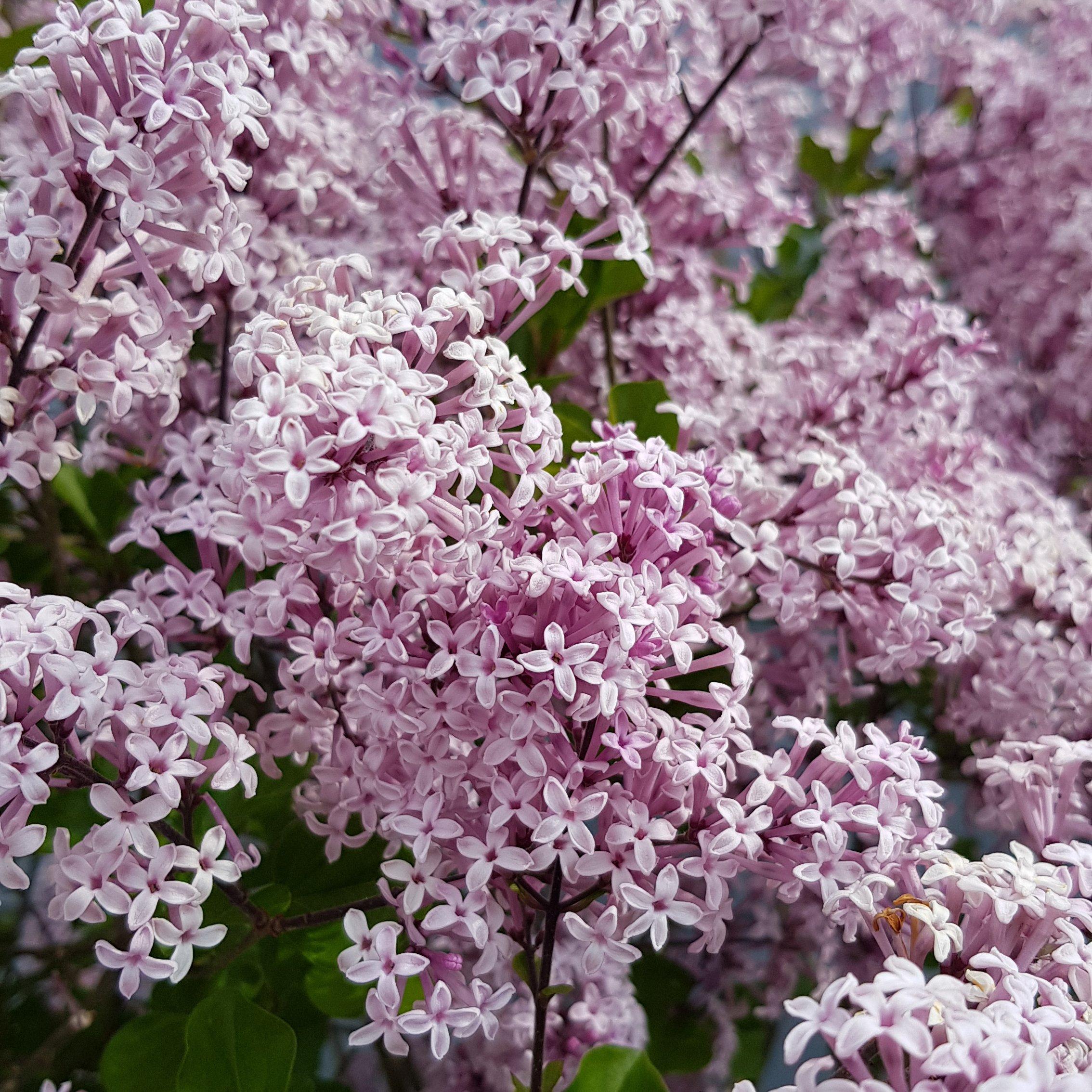 Purple - YouGarden - Syringa 'Palibin' (Lilac) standard 90cm 3L - 2
