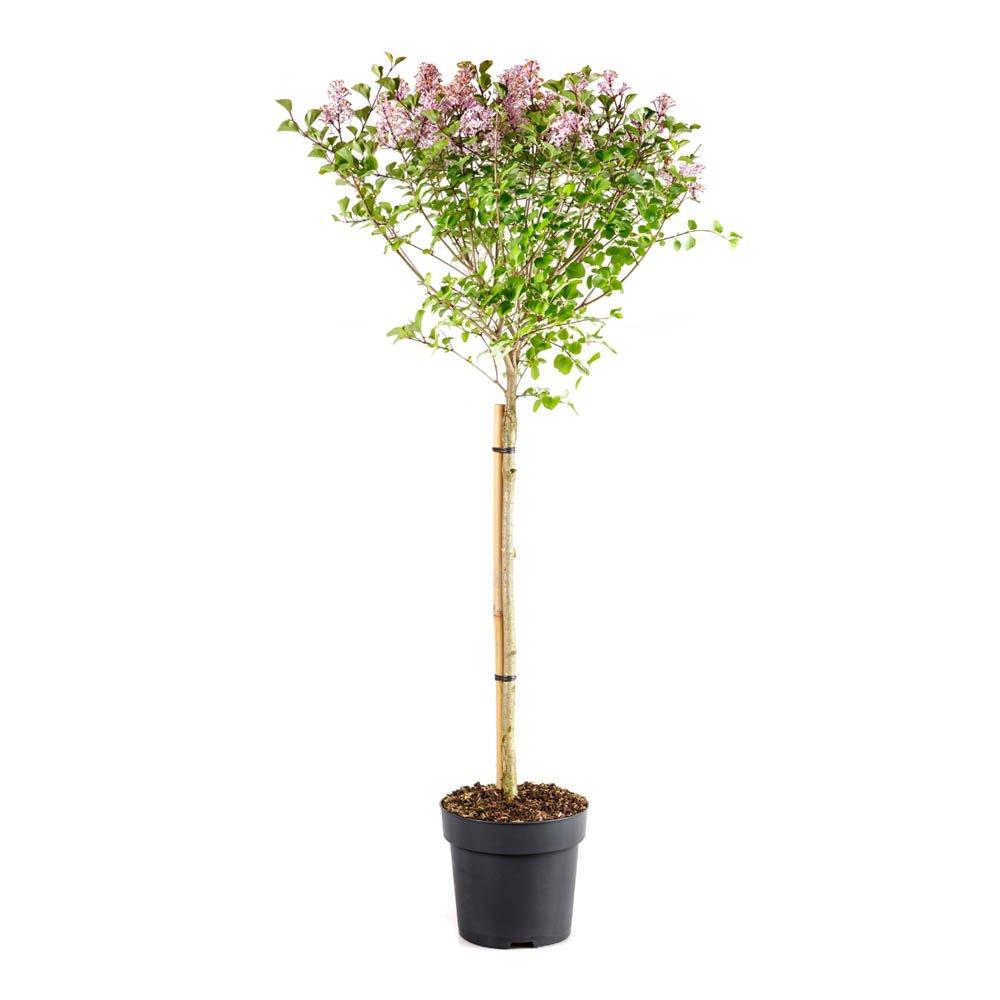 Purple - YouGarden - Syringa 'Palibin' (Lilac) standard 90cm 3L - 3