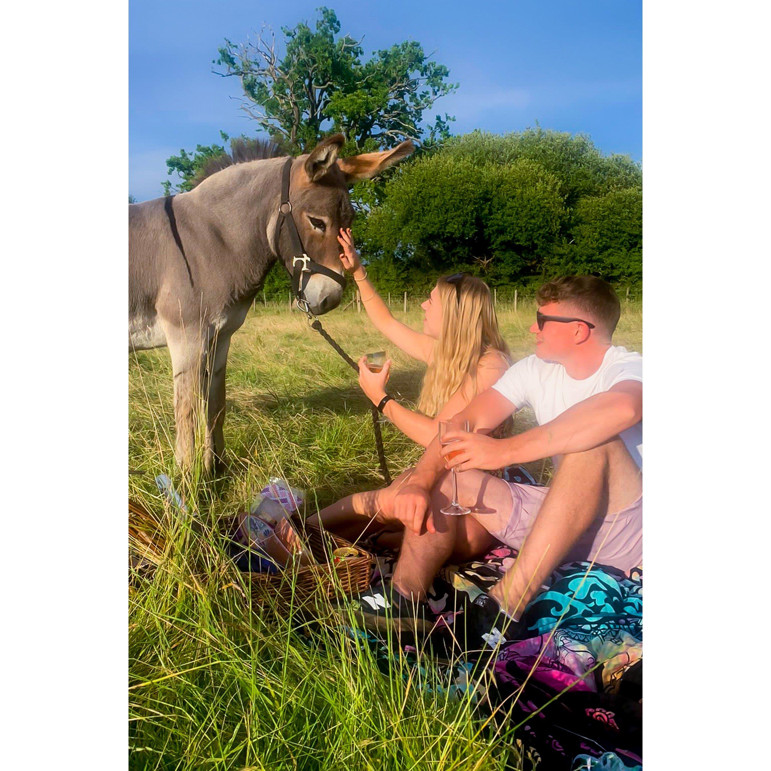 None - Activity Superstore - Donkey Picnic for Two at Dashing Donkeys - 2