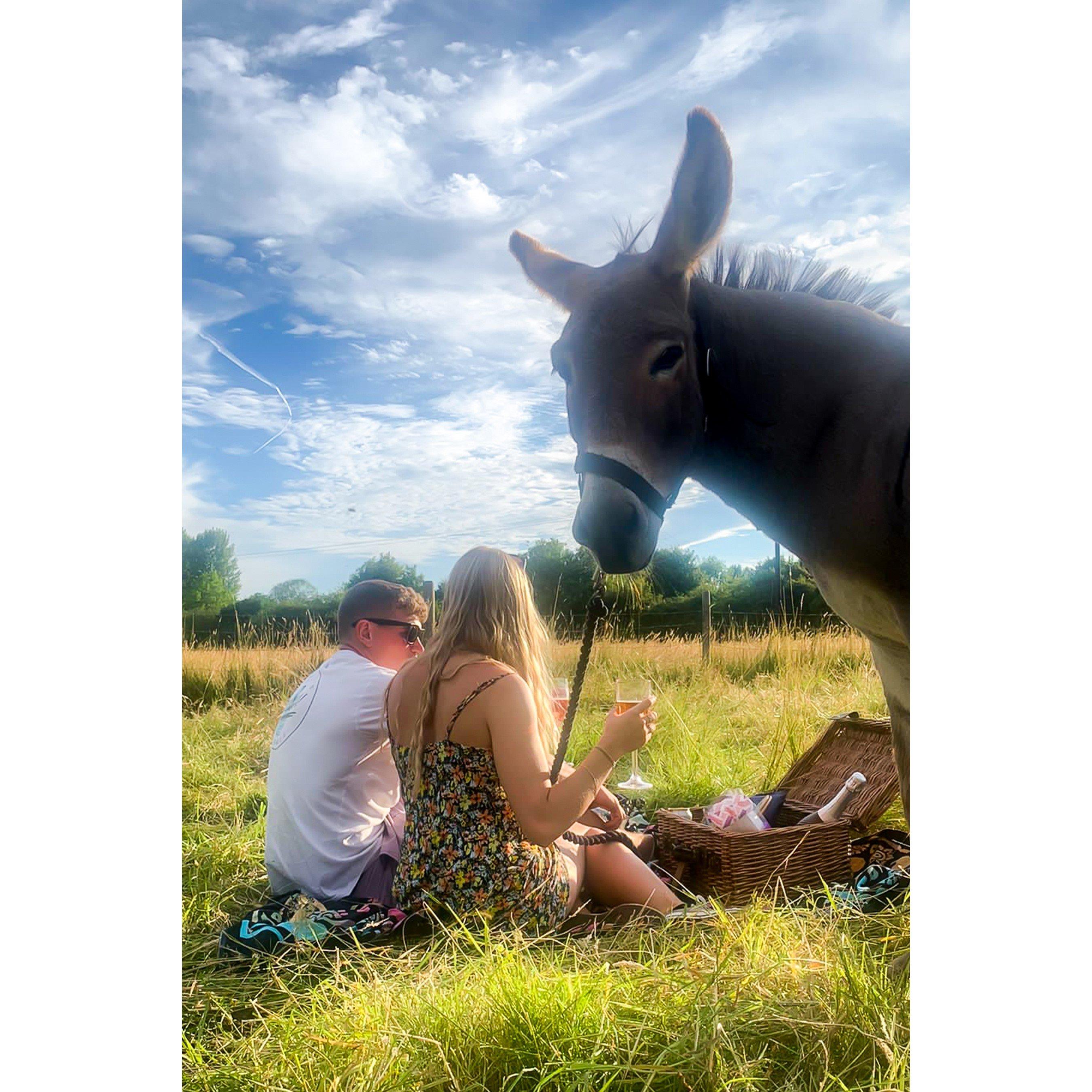 None - Activity Superstore - Donkey Picnic for Two at Dashing Donkeys - 3