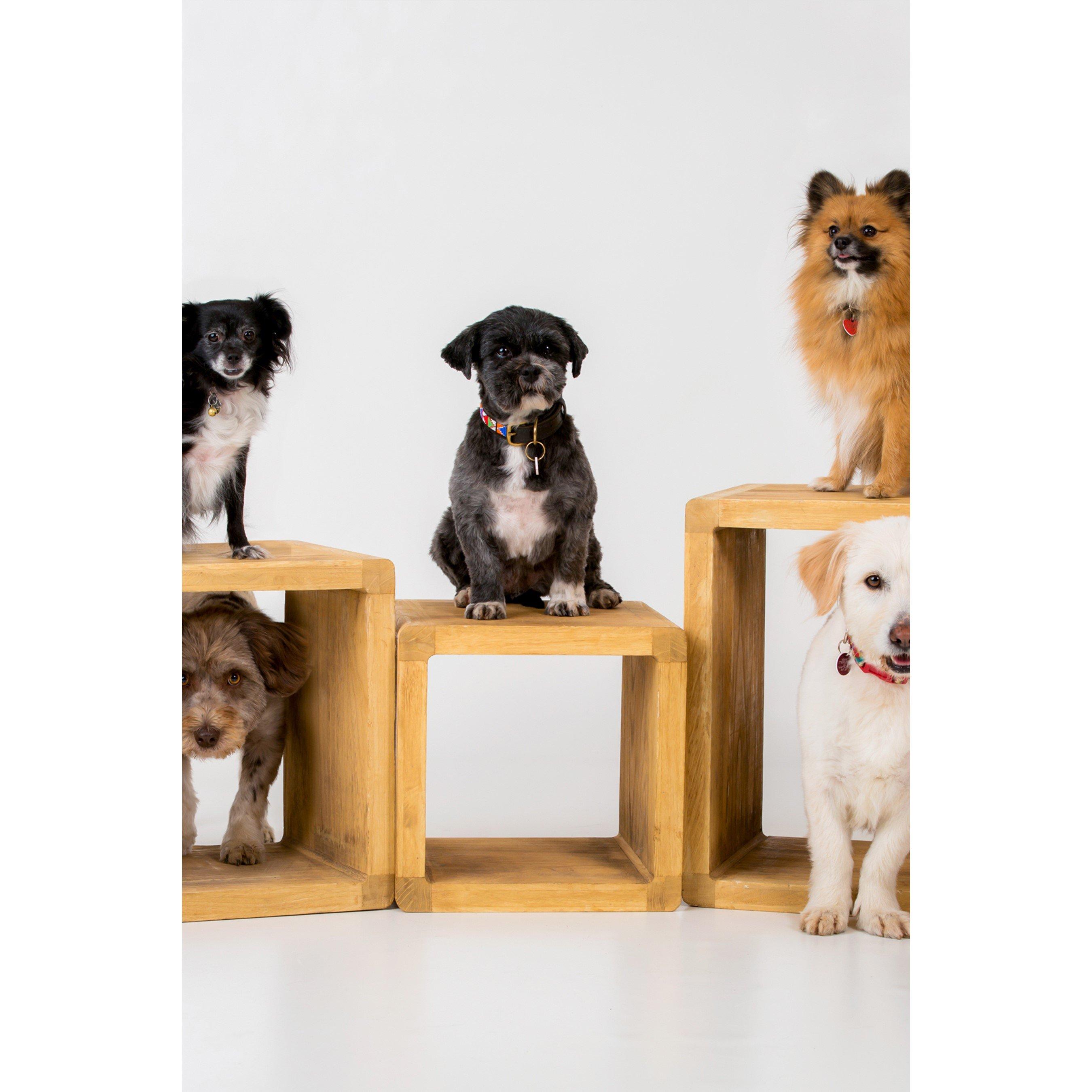 Activity Superstore  Pet Photoshoot