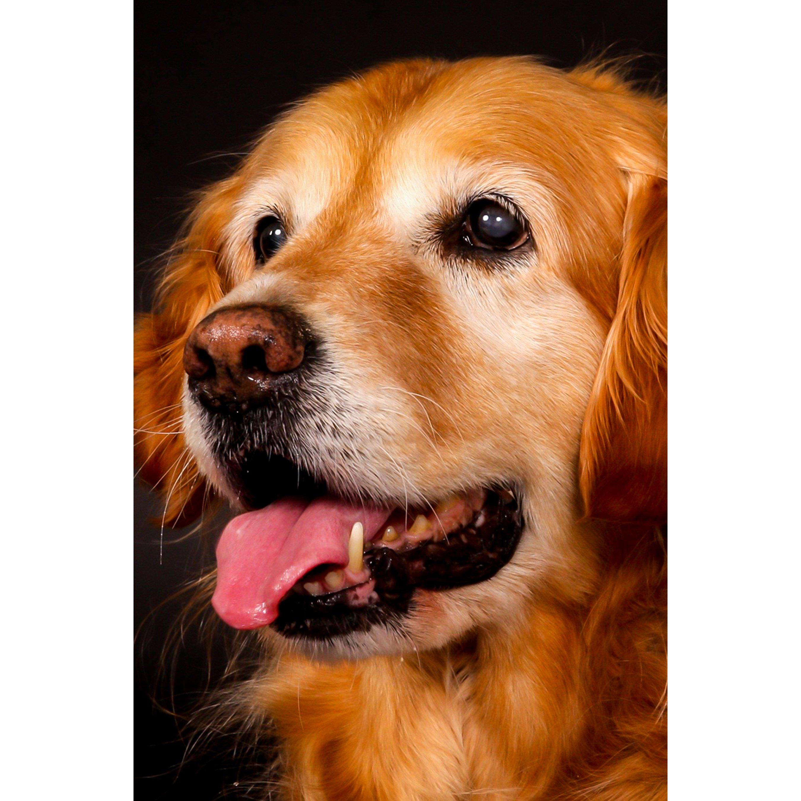 None - Activity Superstore - Pet Photoshoot - 2