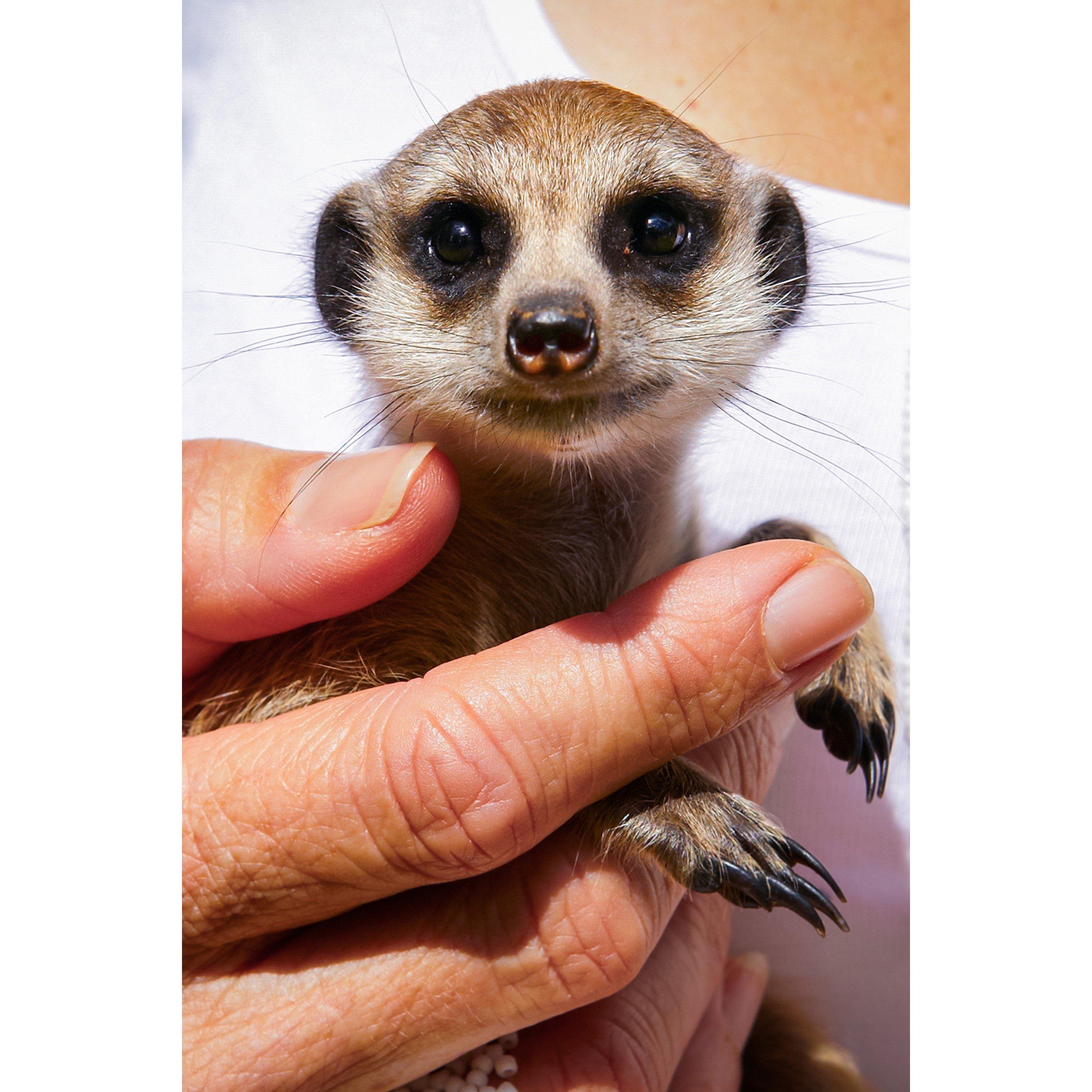 Activity Superstore  Meet The Meerkats For Two