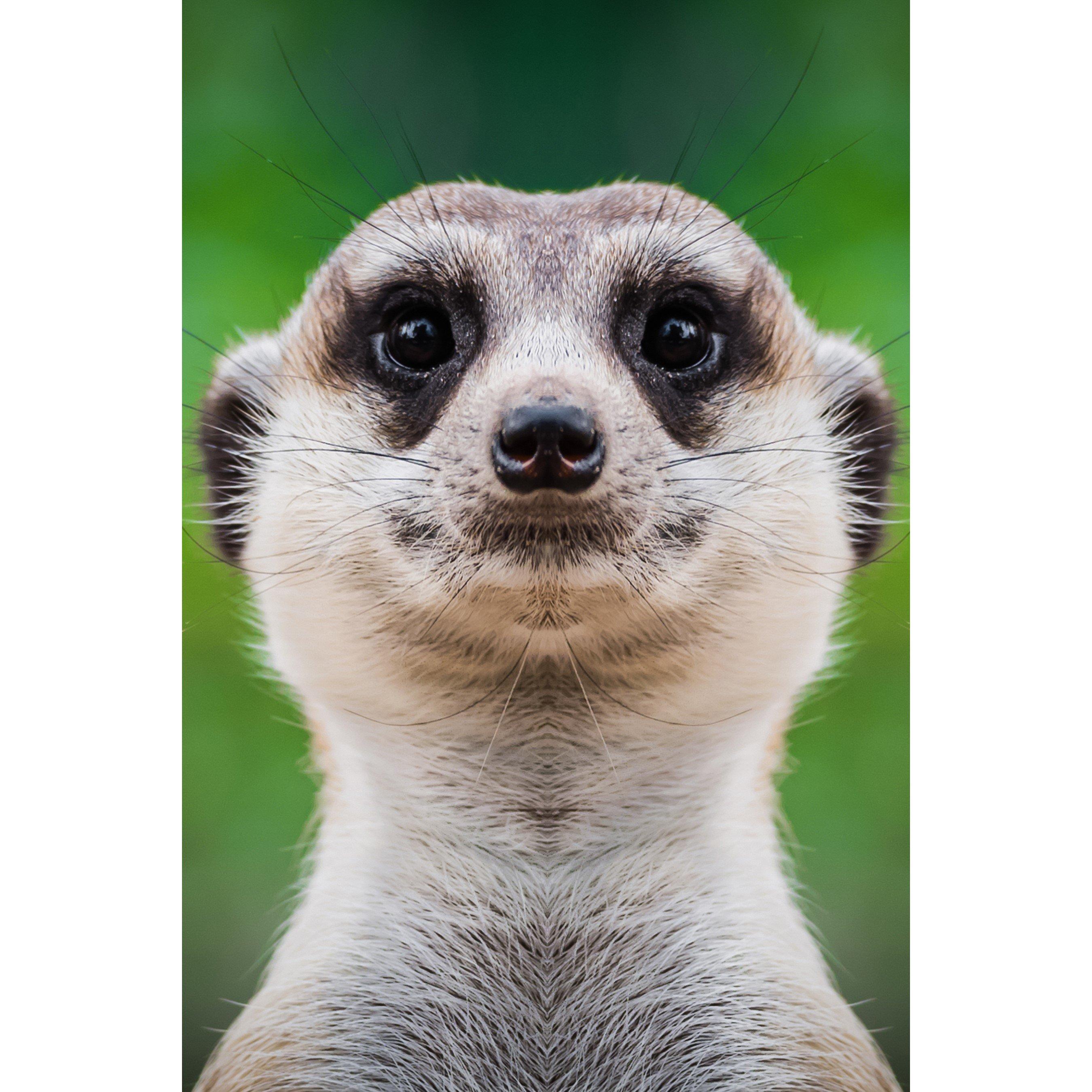 None - Activity Superstore - Meet the Meerkats for Two - 2