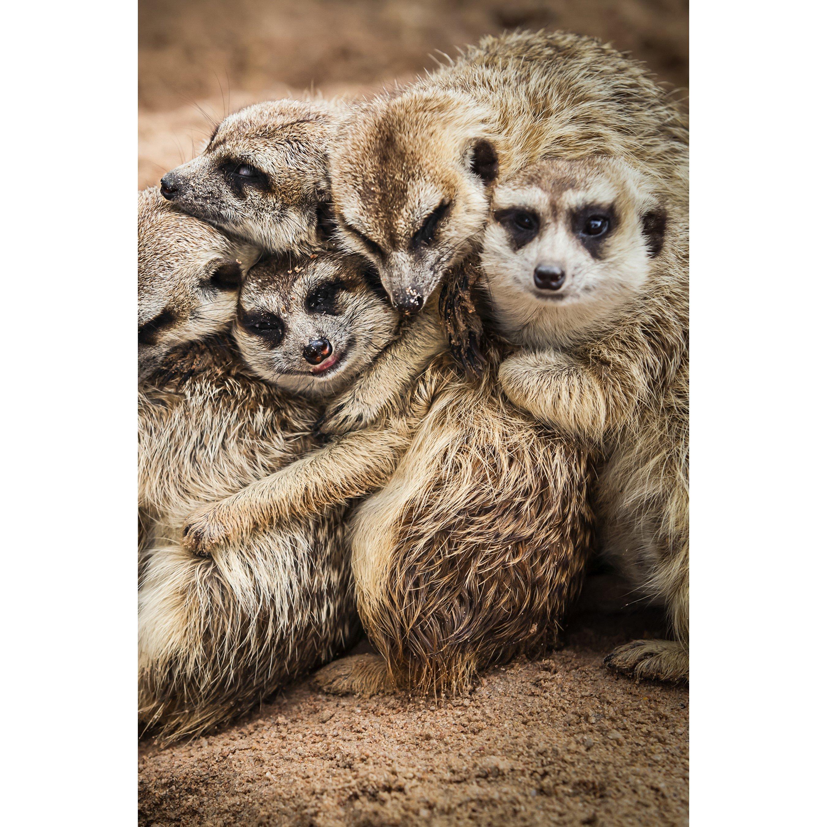 None - Activity Superstore - Meet the Meerkats for Two - 3