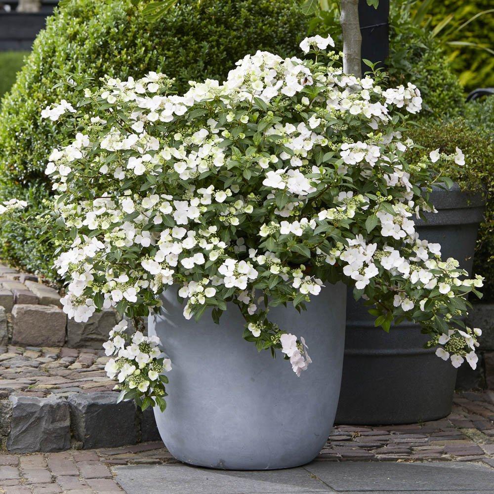Yougarden  Hydrangea Runaway Bride 14Cm Pot 20/25Cm - White - 14cm Pot